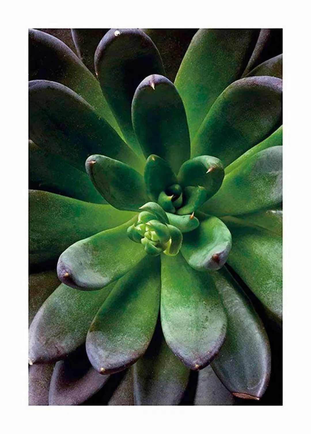 Komar Poster "Succulent Single", Pflanzen-Blätter, (1 St.), Kinderzimmer, S günstig online kaufen