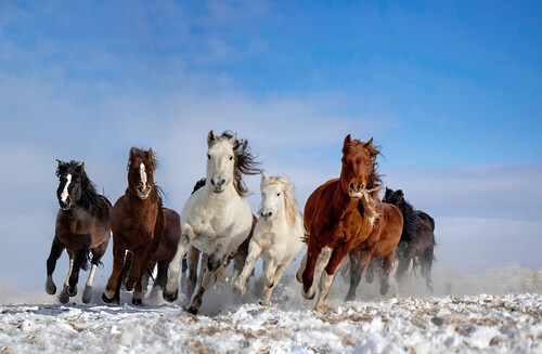 Papermoon Fototapete »Photo-Art LIBBY ZHANG, MONGOLEI-PFERDE« günstig online kaufen