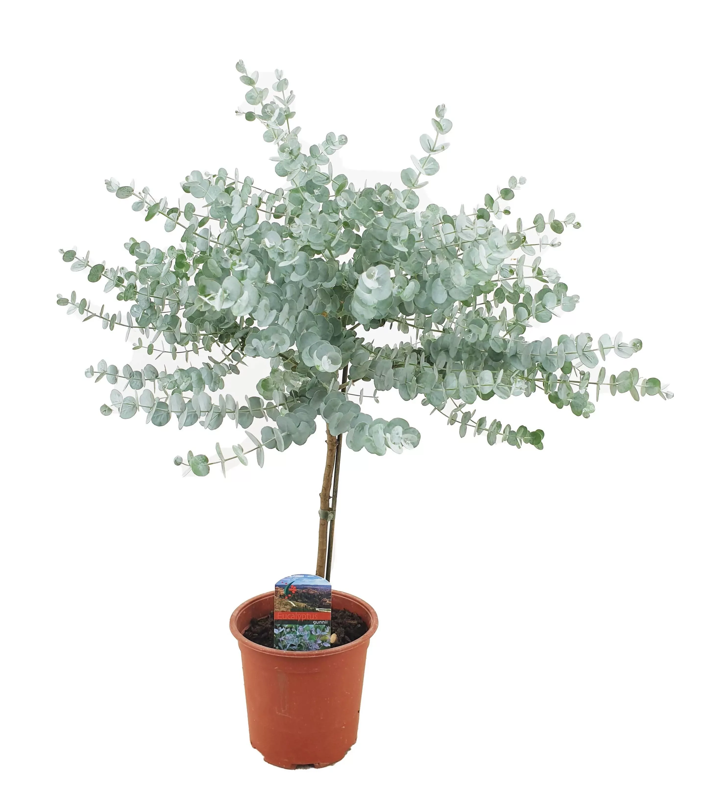 Perfect Plant | Pflanzen Sie Eucalyptus Gunni auf einen Stamm günstig online kaufen