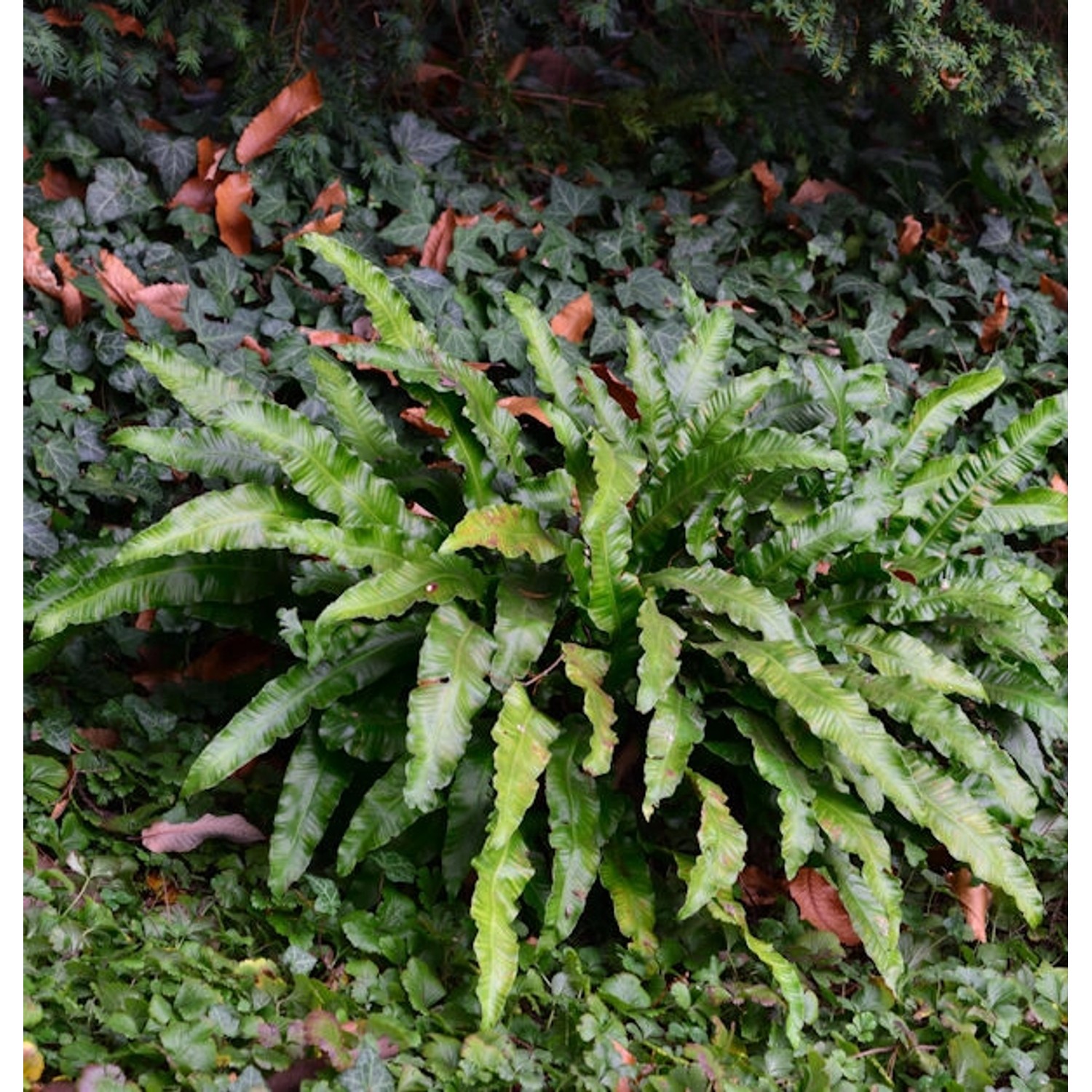 Hirschzungenfarn - großer Topf - Asplenium scolopendrium günstig online kaufen