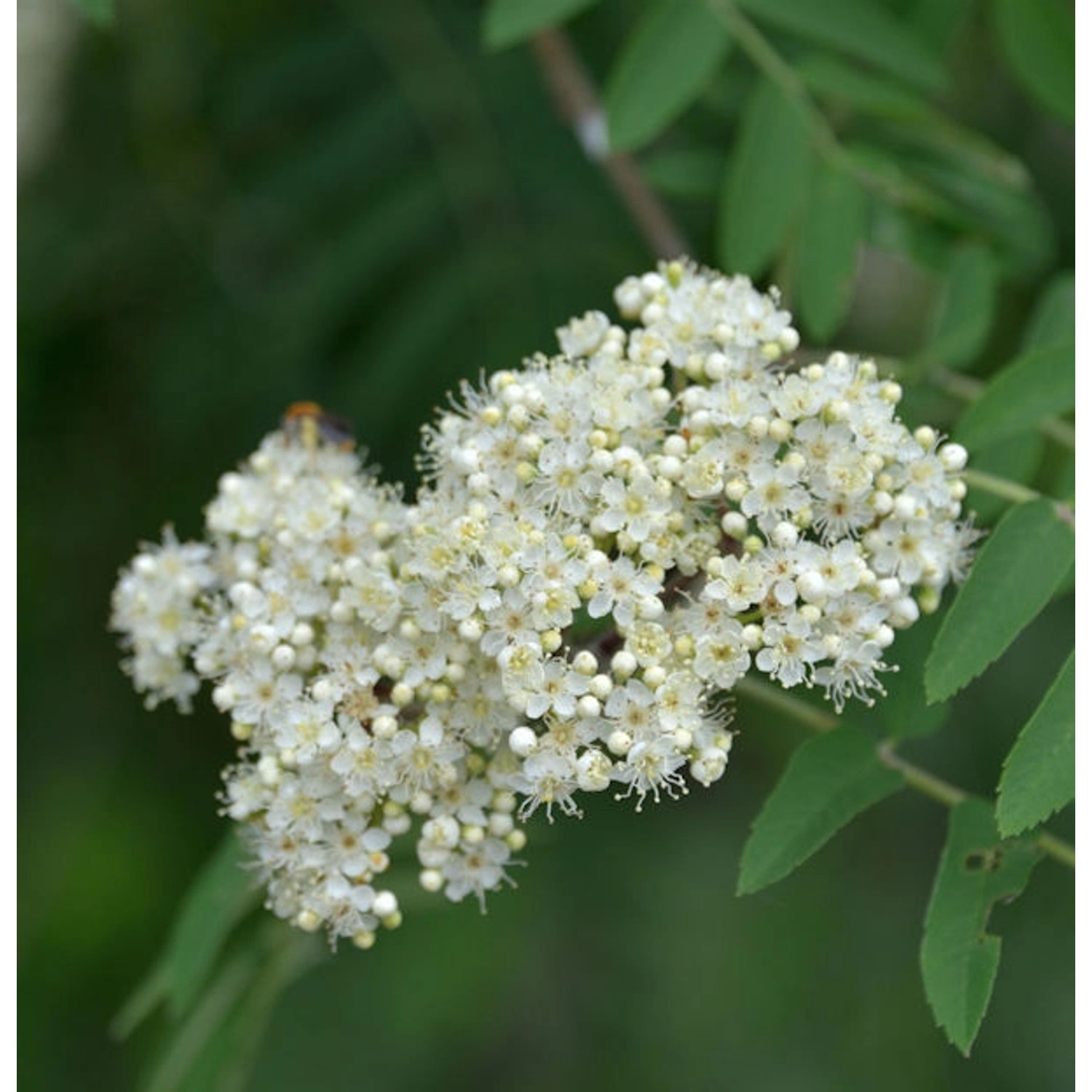 Mährische Eberesche 60-80cm - Sorbus aucuparia günstig online kaufen