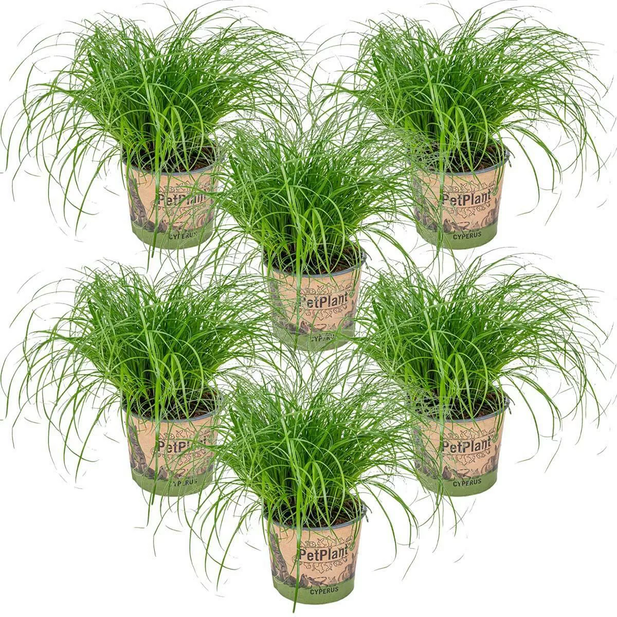 Casa Caron | Satz von 6 Cyperus Alternifolius Zumula günstig online kaufen