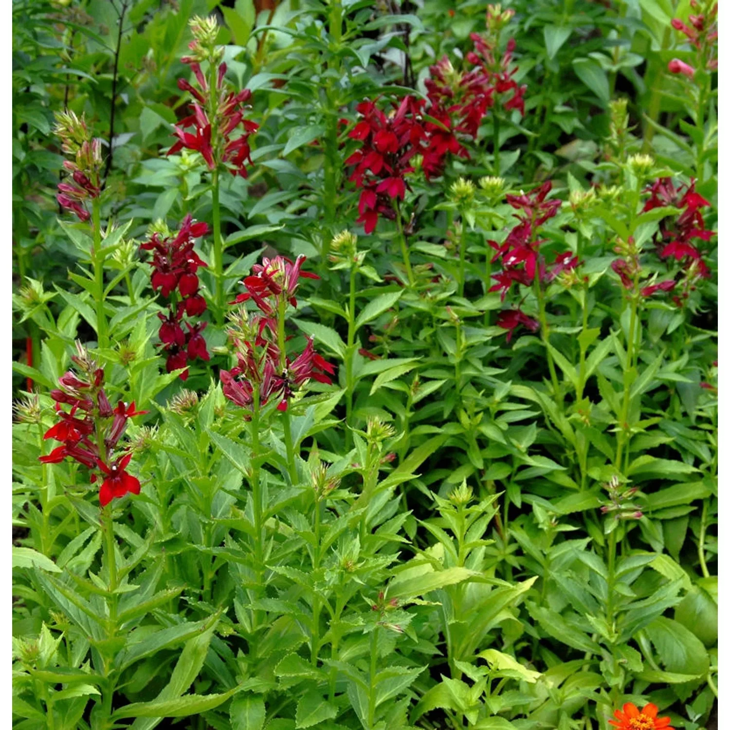 Prachtlobelie Burgundy - Lobelia speciosa günstig online kaufen