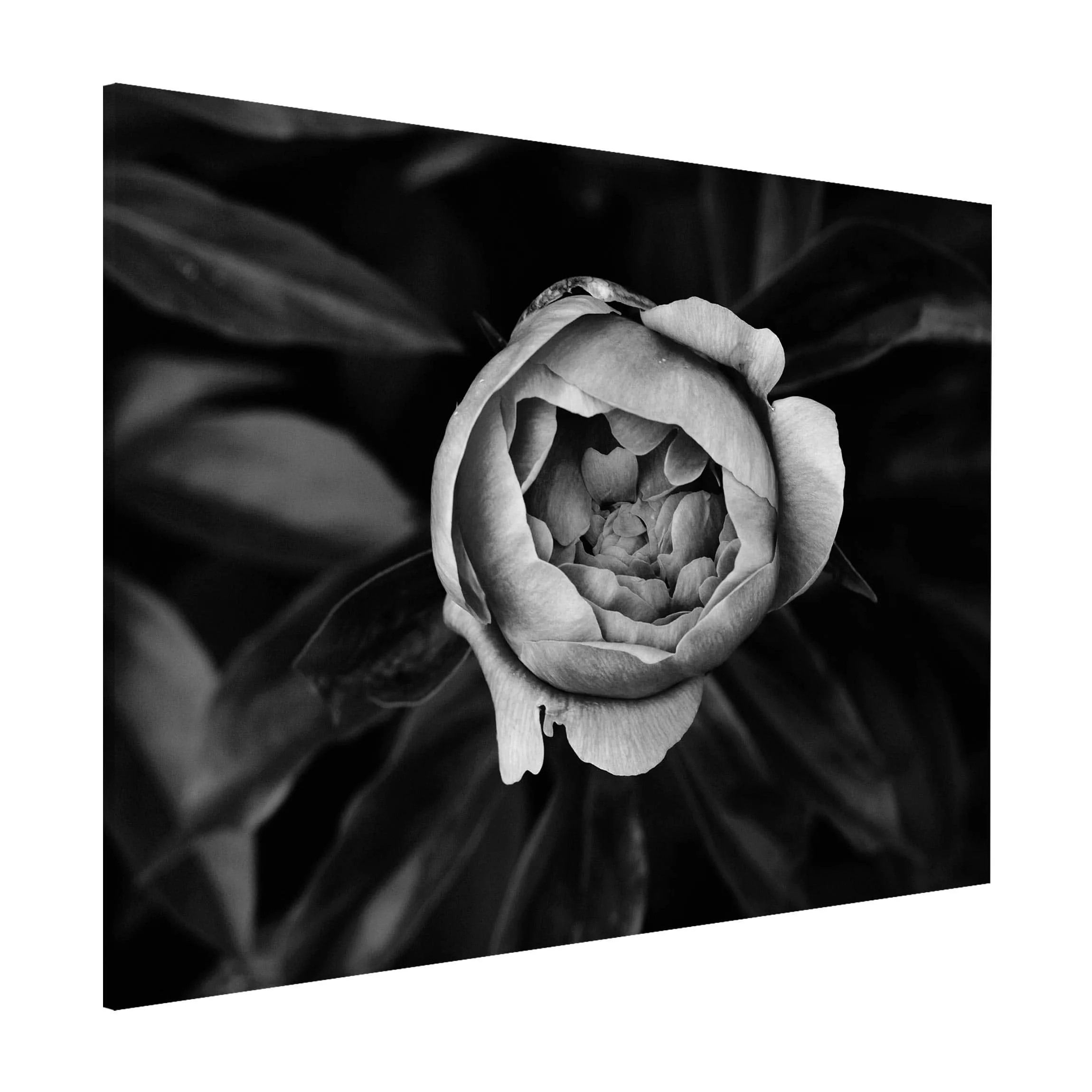 Magnettafel Blumen - Querformat 4:3 Pfingstrosenblüte vor Blättern Schwarz günstig online kaufen
