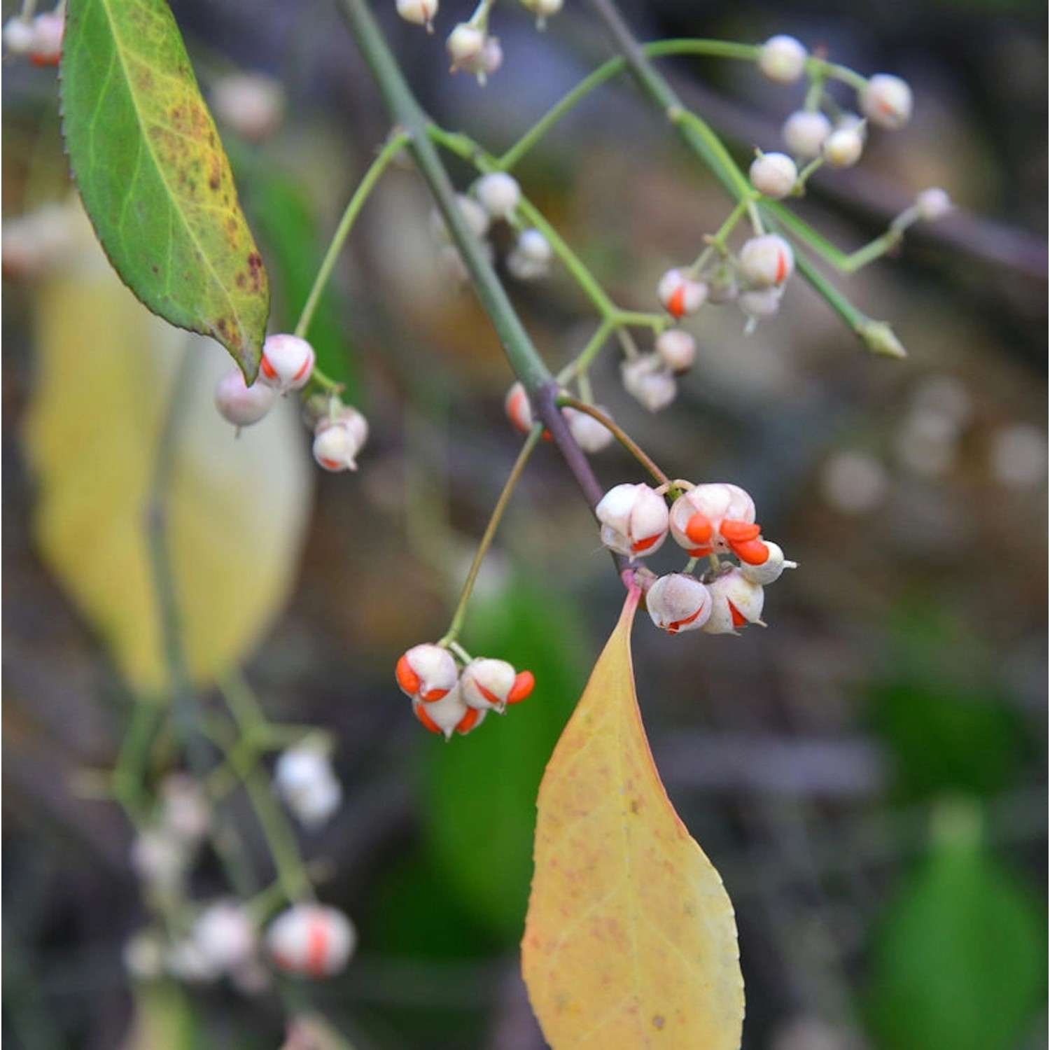 Kriechspindel Vegetus 60-80cm - Euonymus fortunei günstig online kaufen