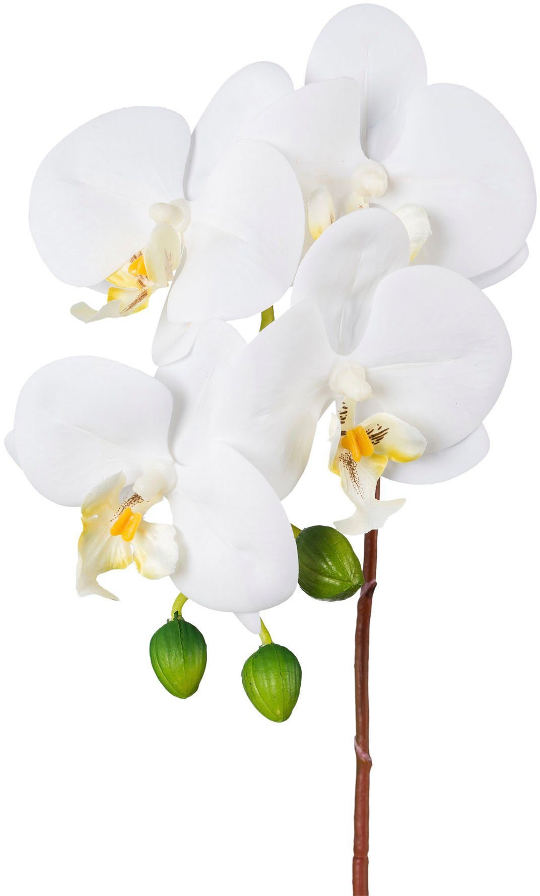 Kunstorchidee Orchidee Phalaenopsis Orchidee, Creativ green, günstig online kaufen