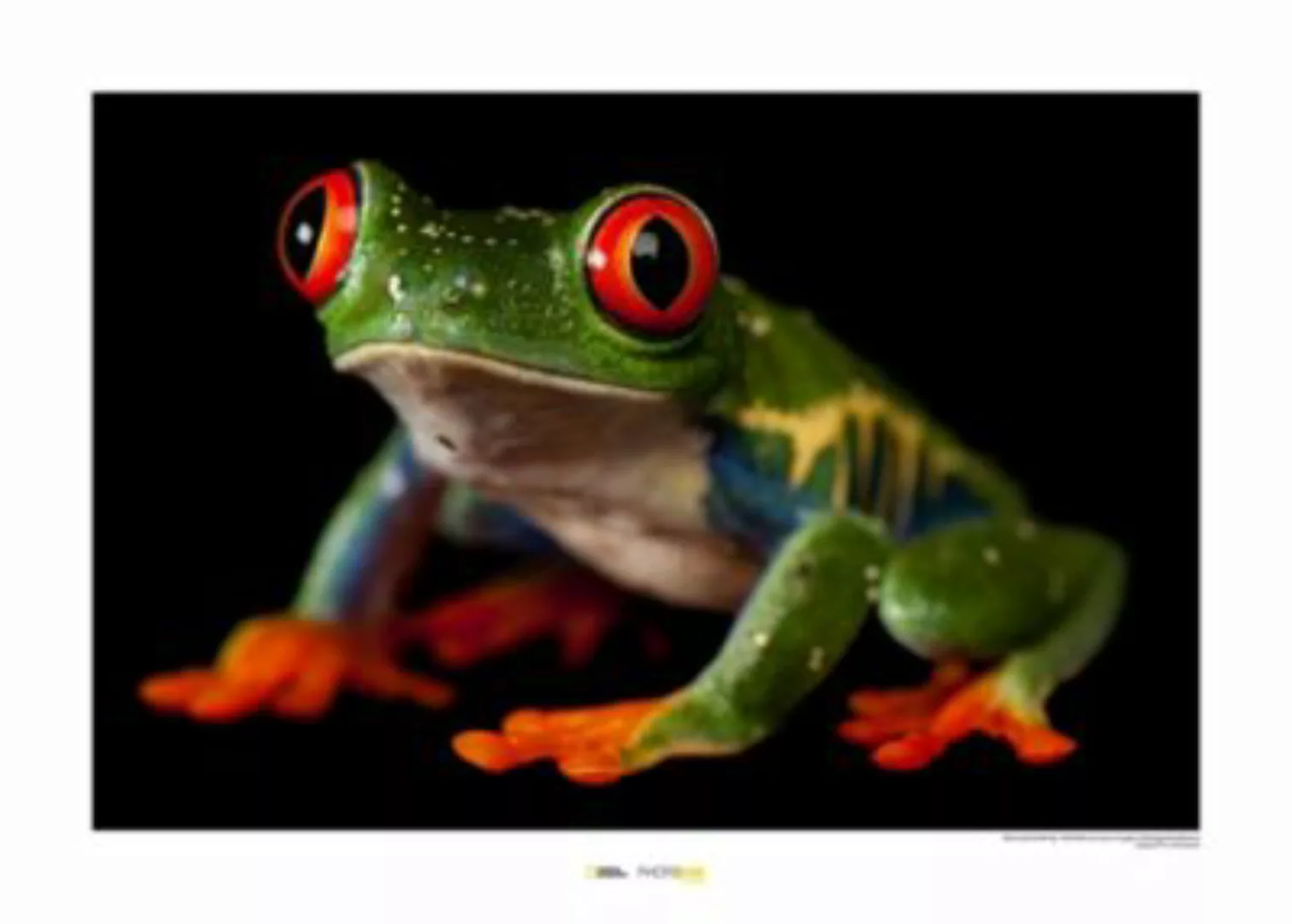 KOMAR Wandbild - Red-eyed Treefrog - Größe: 70 x 50 cm mehrfarbig Gr. one s günstig online kaufen