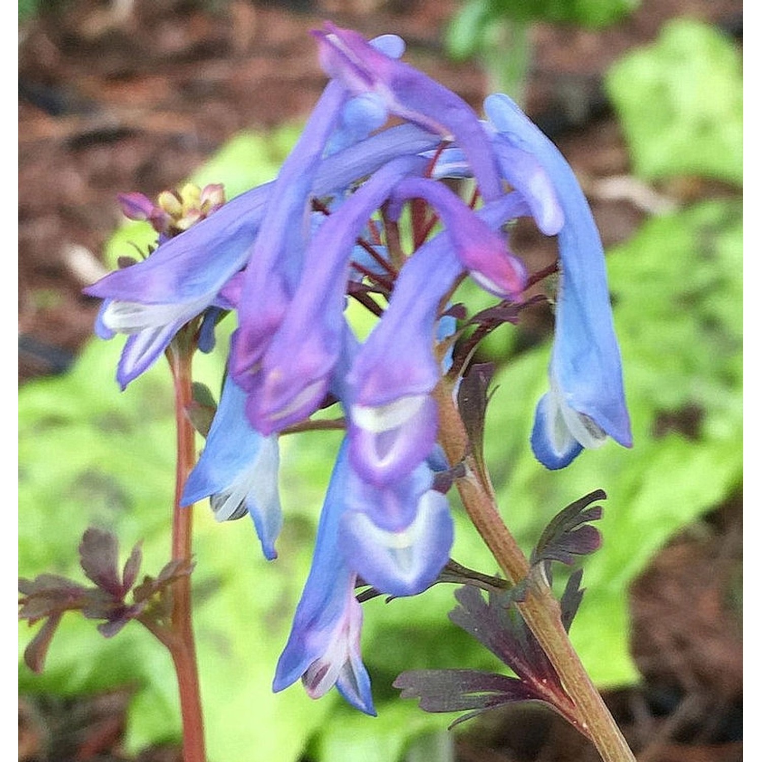 Blauer Lerchensporn - Corydalis flexuosa günstig online kaufen