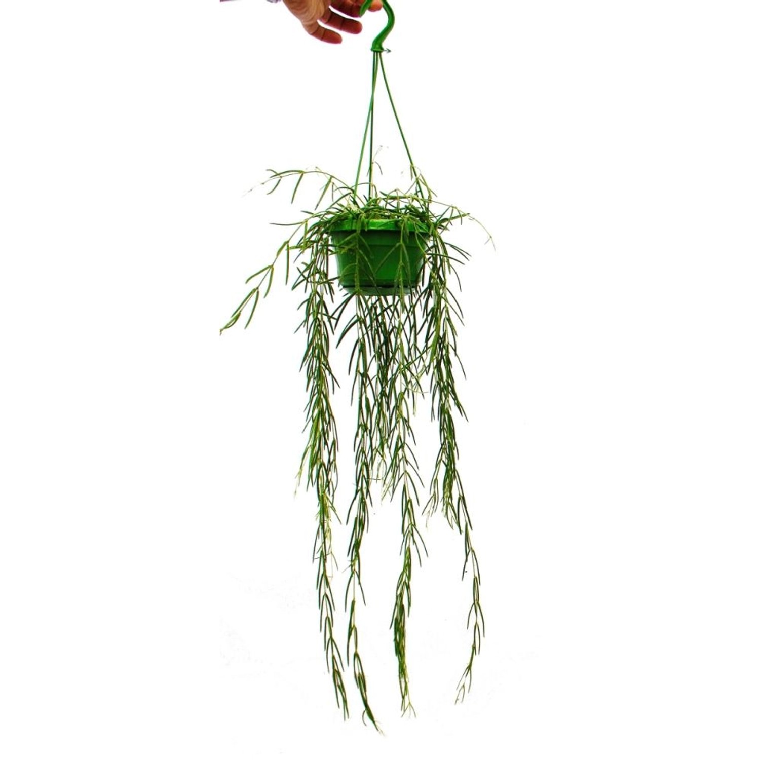 Exotenherz Zimmerpflanze zum Hängen Hoya Linearis Wachsblume 12cm Ampel günstig online kaufen