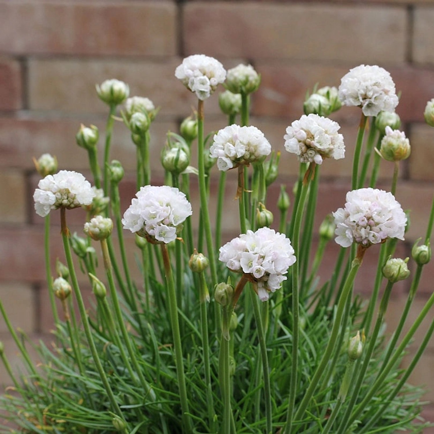 Strandnelke Armada White - Armeria maritima günstig online kaufen