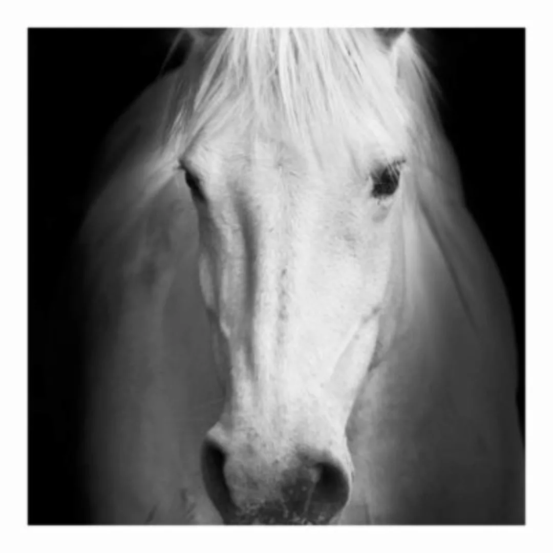 Bilderwelten Fototapete Dream of a Horse schwarz/weiß Gr. 288 x 288 günstig online kaufen