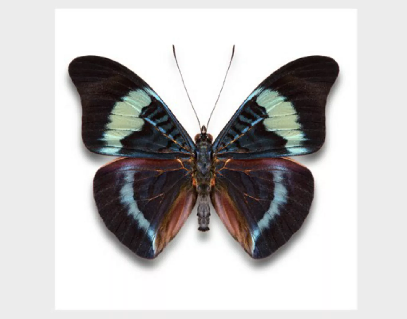 Fensterfolie Lepidoptera günstig online kaufen