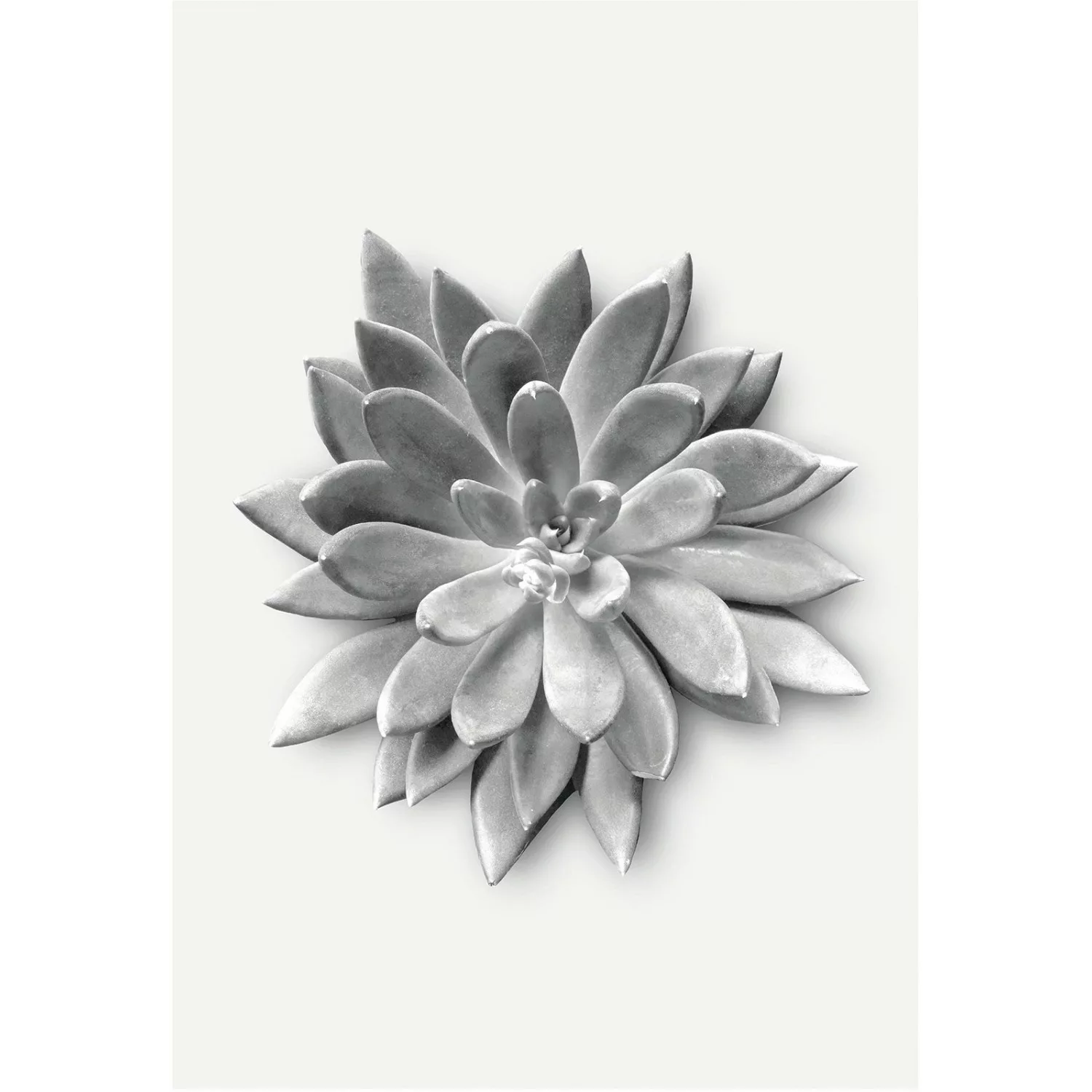 Komar Wandbild Succulent Agave 50 x 70 cm günstig online kaufen