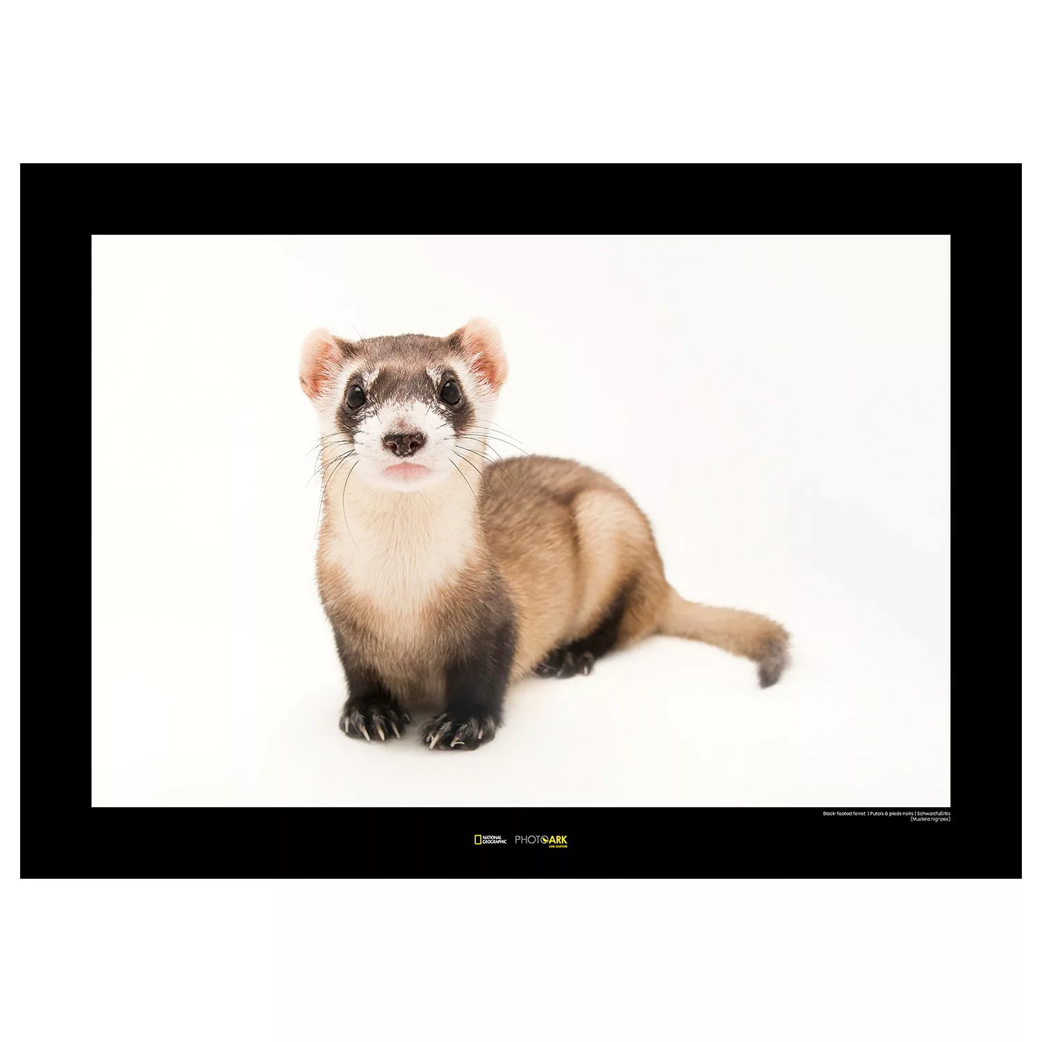 KOMAR Wandbild - Black-footed Ferret - Größe: 70 x 50 cm mehrfarbig Gr. one günstig online kaufen