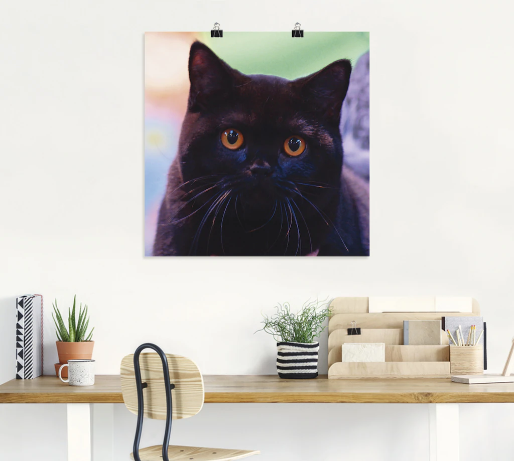 Artland Wandbild »Schwarze Britisch Kurzhaarkatze«, Haustiere, (1 St.), als günstig online kaufen