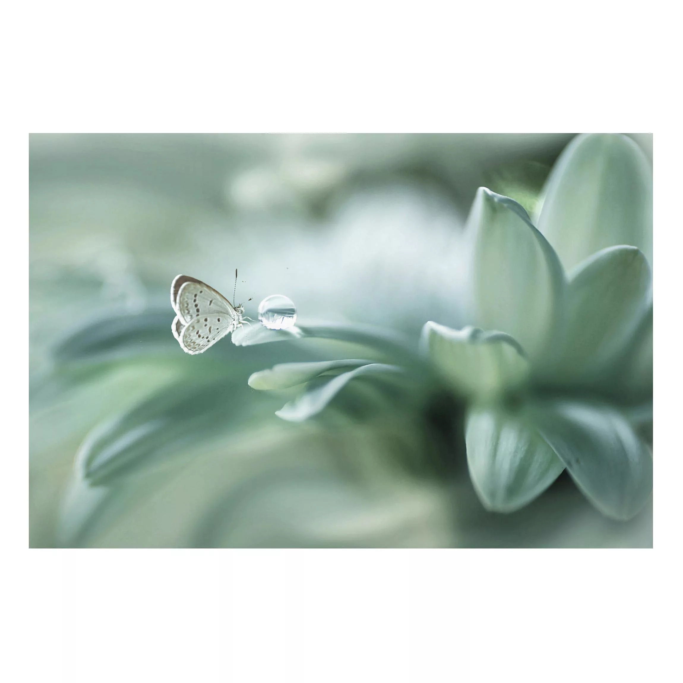 Magnettafel Tiere - Querformat 3:2 Schmetterling und Tautropfen in Pastellg günstig online kaufen