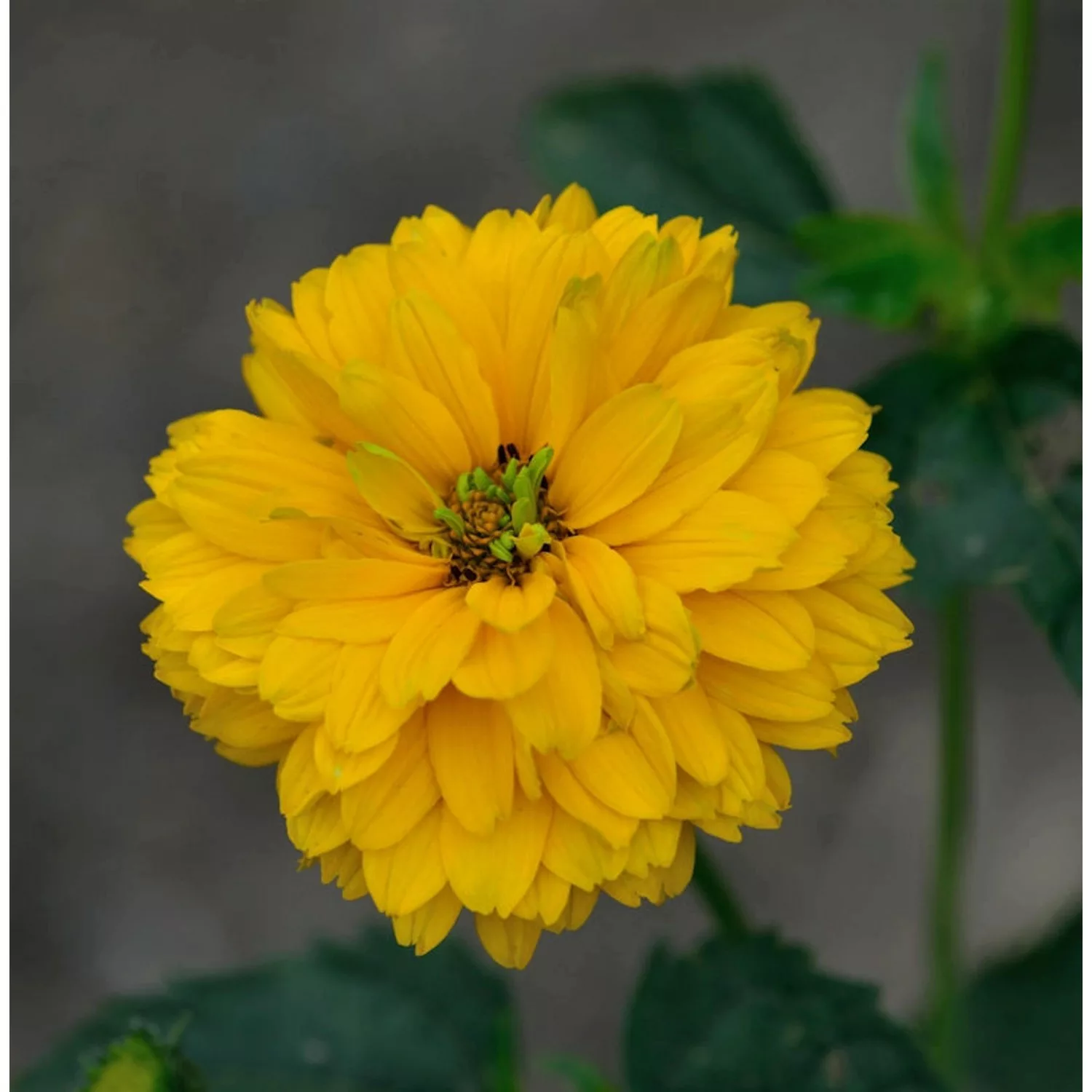 Sonnenauge Goldgrünherz - Heliopsis scabra günstig online kaufen