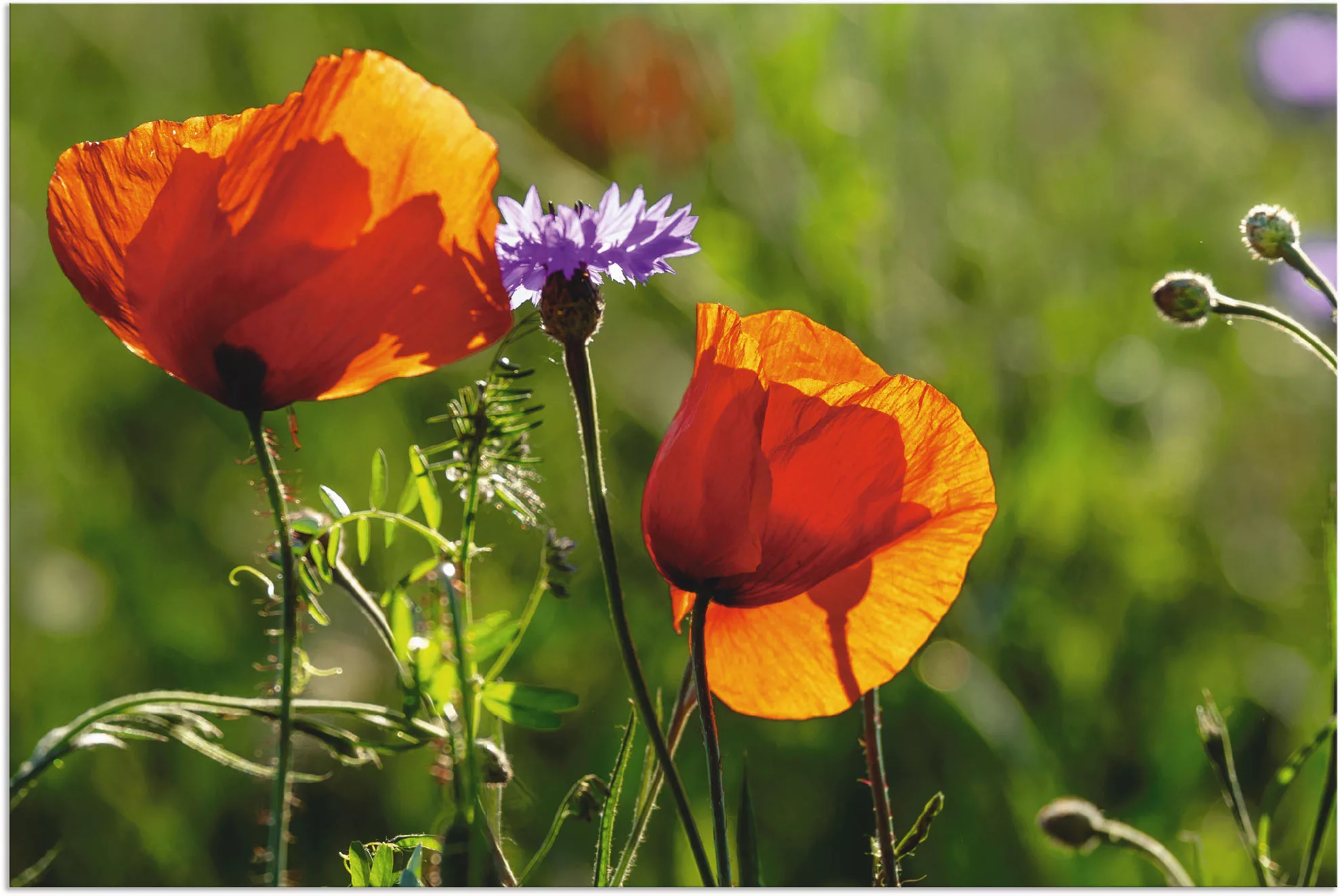 Artland Wandbild »Mohnblumen im Frühling«, Blumen, (1 St.), als Alubild, Ou günstig online kaufen