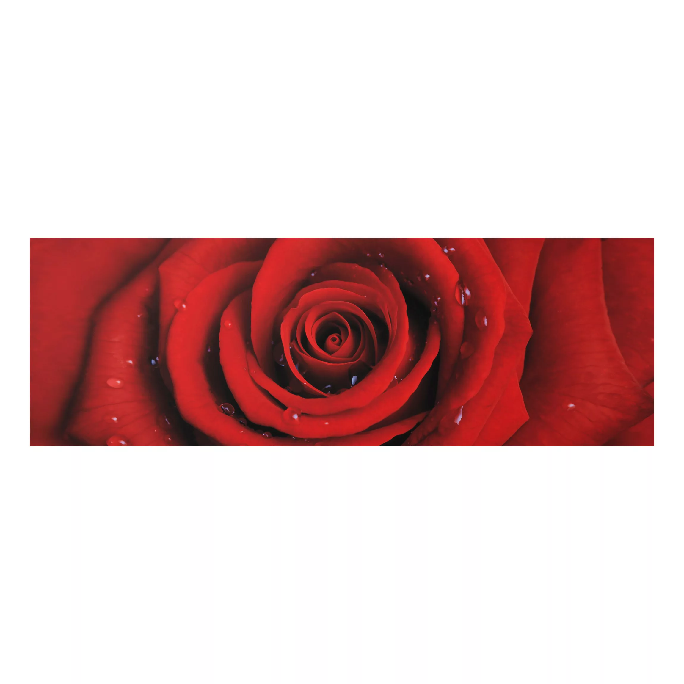 Alu-Dibond Bild Blumen - Panorama Rote Rose mit Wassertropfen günstig online kaufen