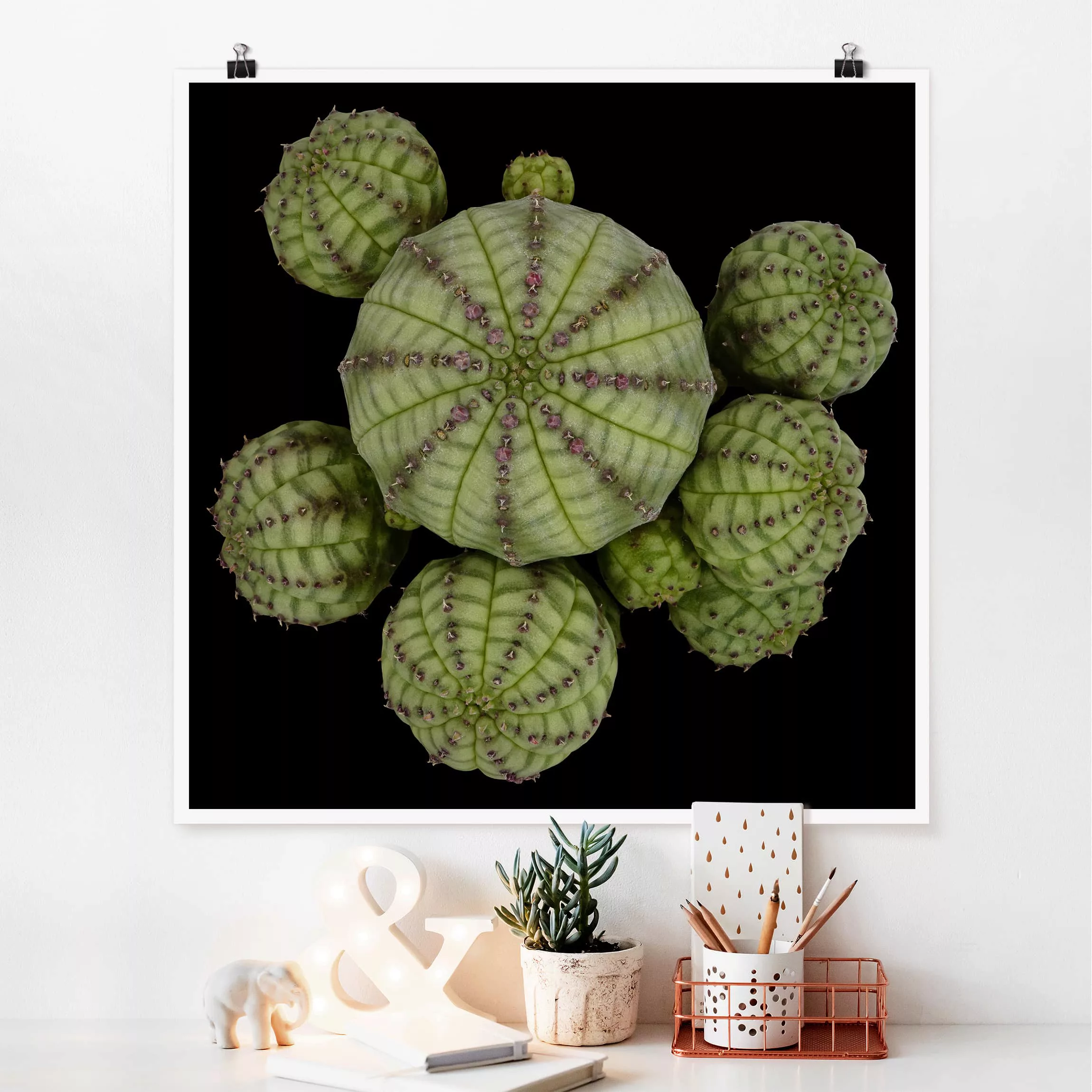 Poster Blumen - Quadrat Euphorbia - Seeigelwolfsmilch günstig online kaufen