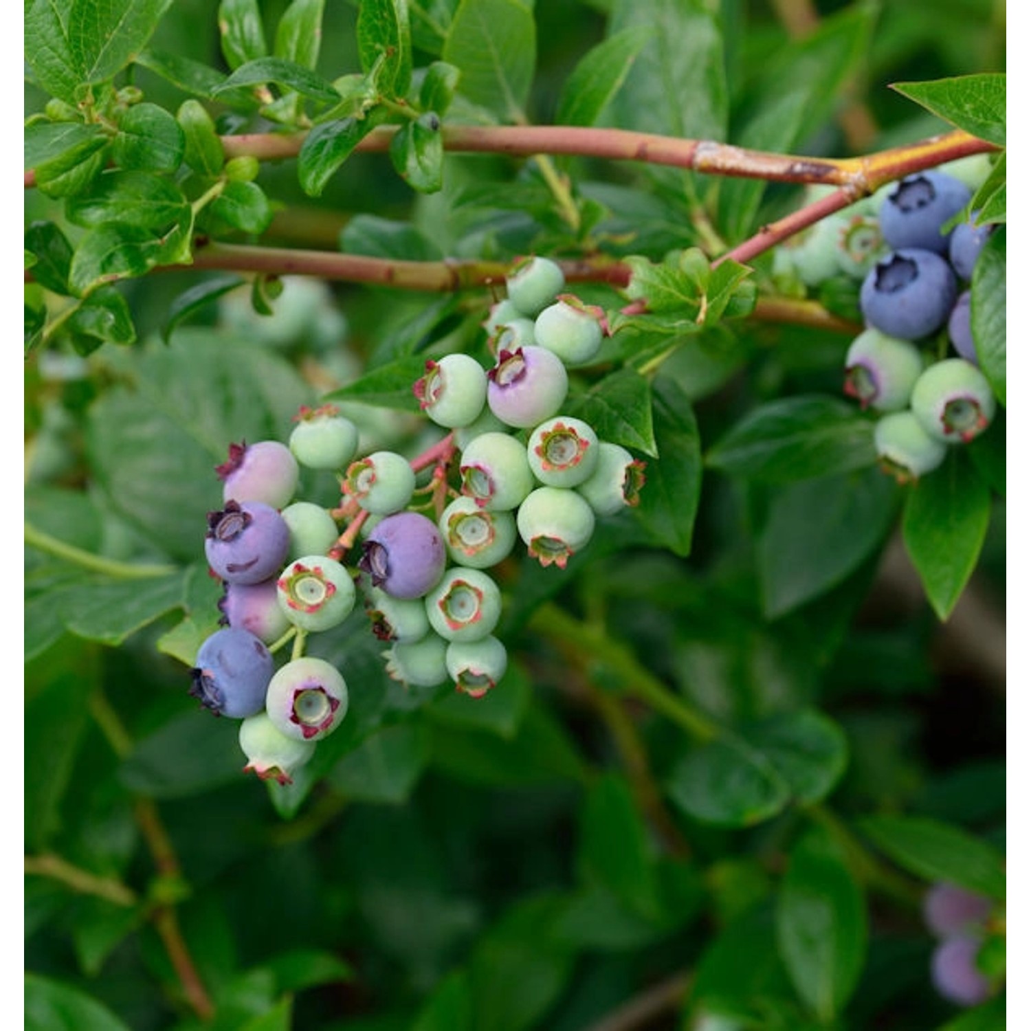 Heidelbeere Blueray 30-40cm - Vaccinium corymbosum günstig online kaufen