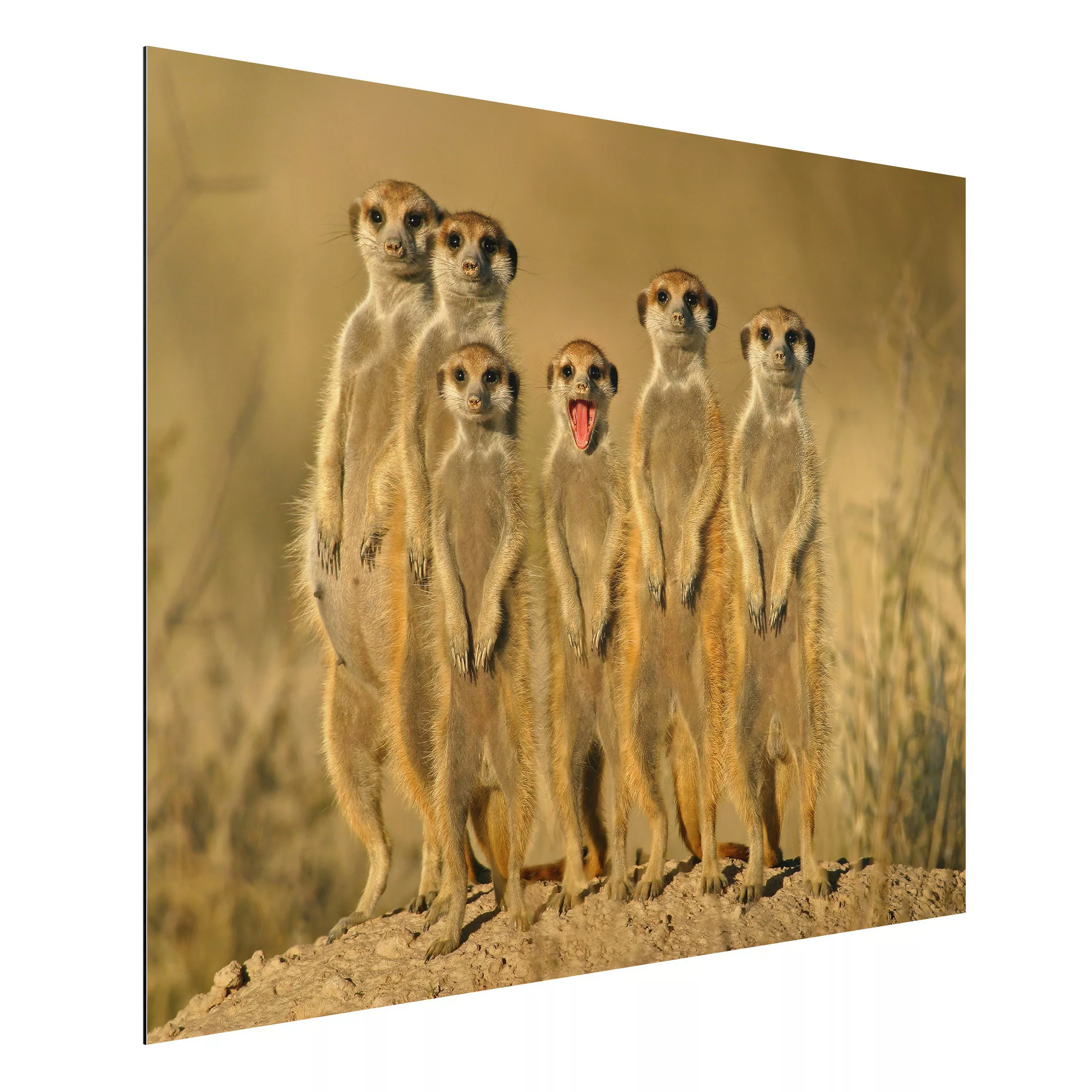 Alu-Dibond Bild Tiere - Querformat 4:3 Meerkat Family Panorama günstig online kaufen