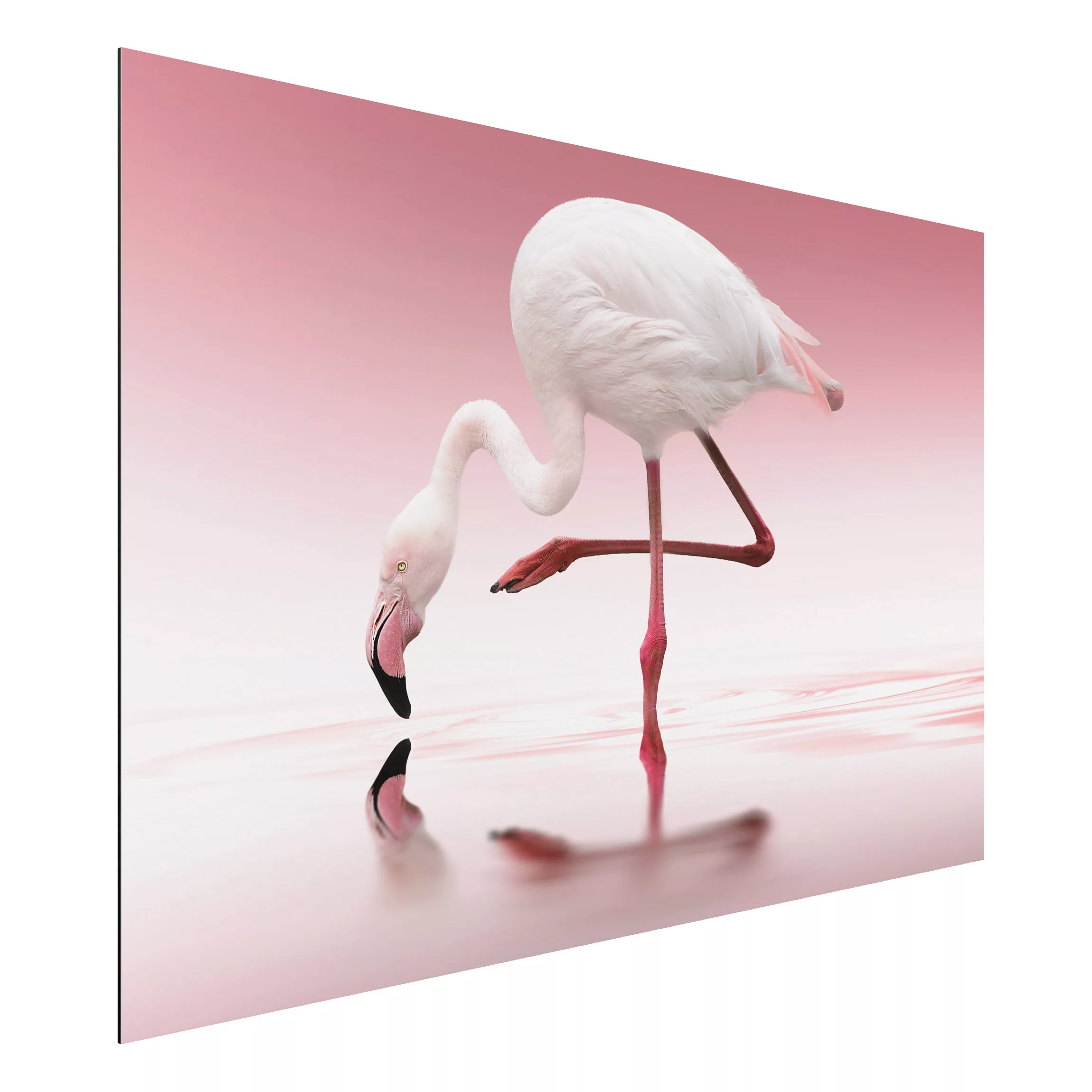 Alu-Dibond Bild Tiere - Querformat 3:2 Flamingo Dance günstig online kaufen