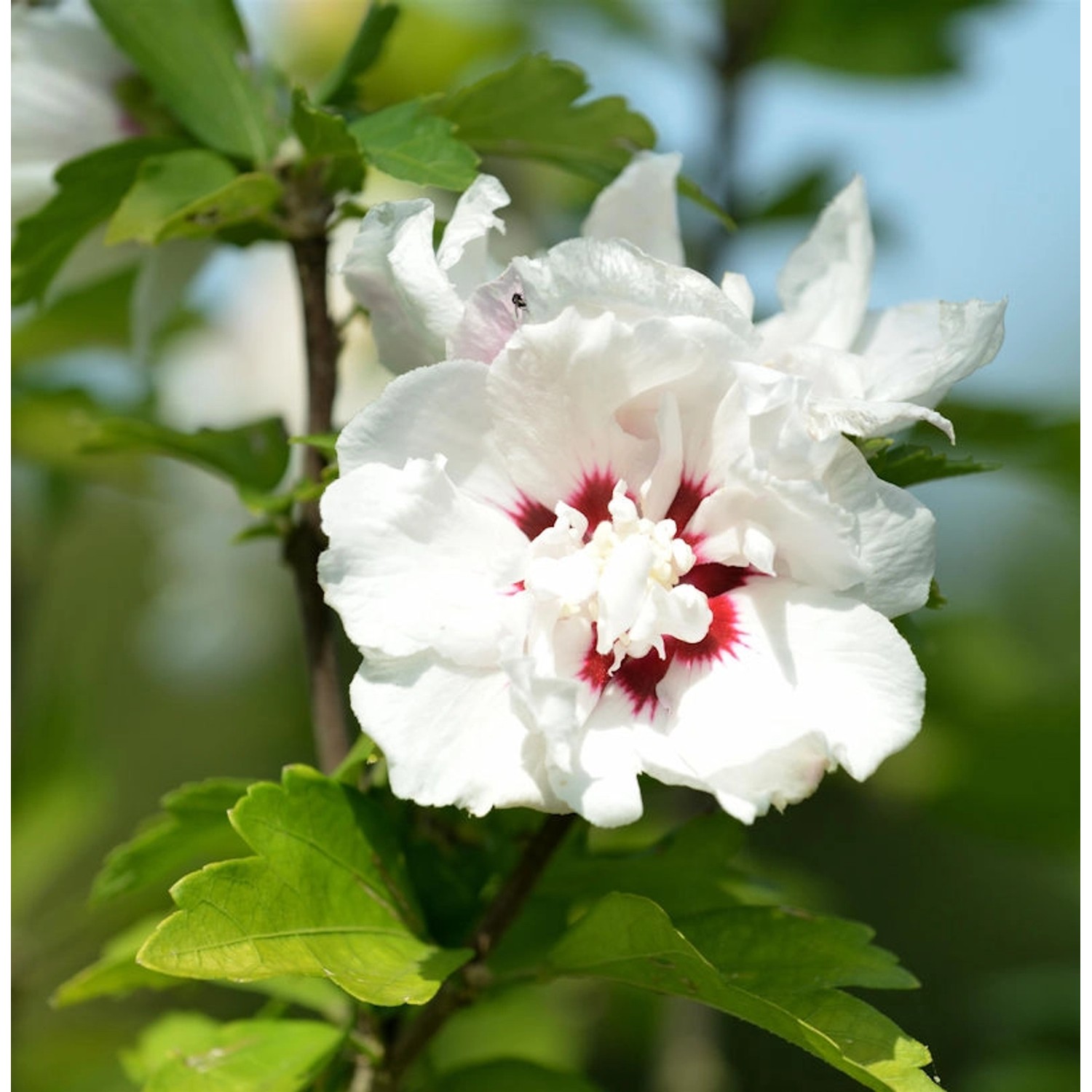 Rosen Eibisch Speciosus 60-80cm - Hibiscus günstig online kaufen