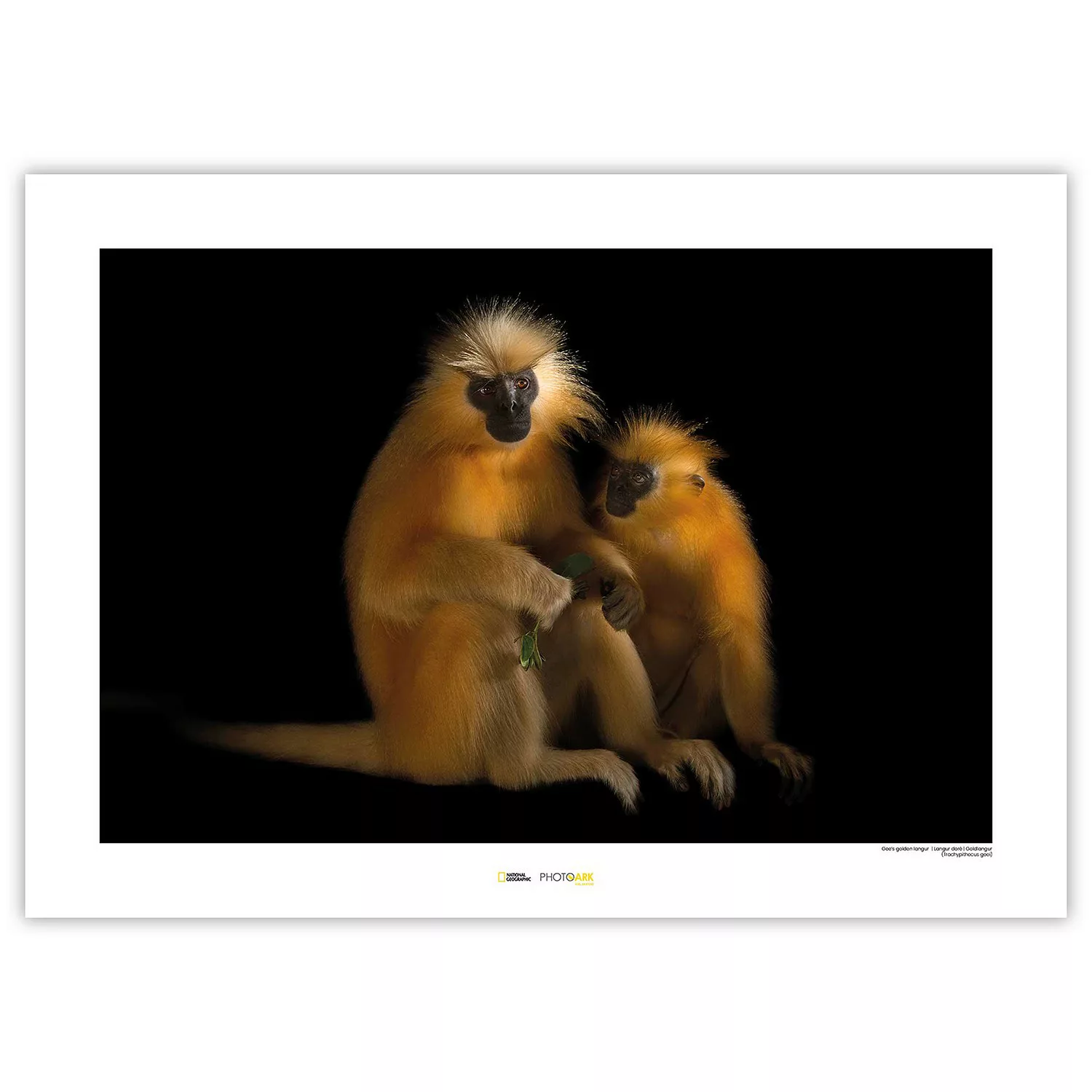 KOMAR Wandbild - Gee‘s Golden Langur - Größe: 70 x 50 cm mehrfarbig Gr. one günstig online kaufen