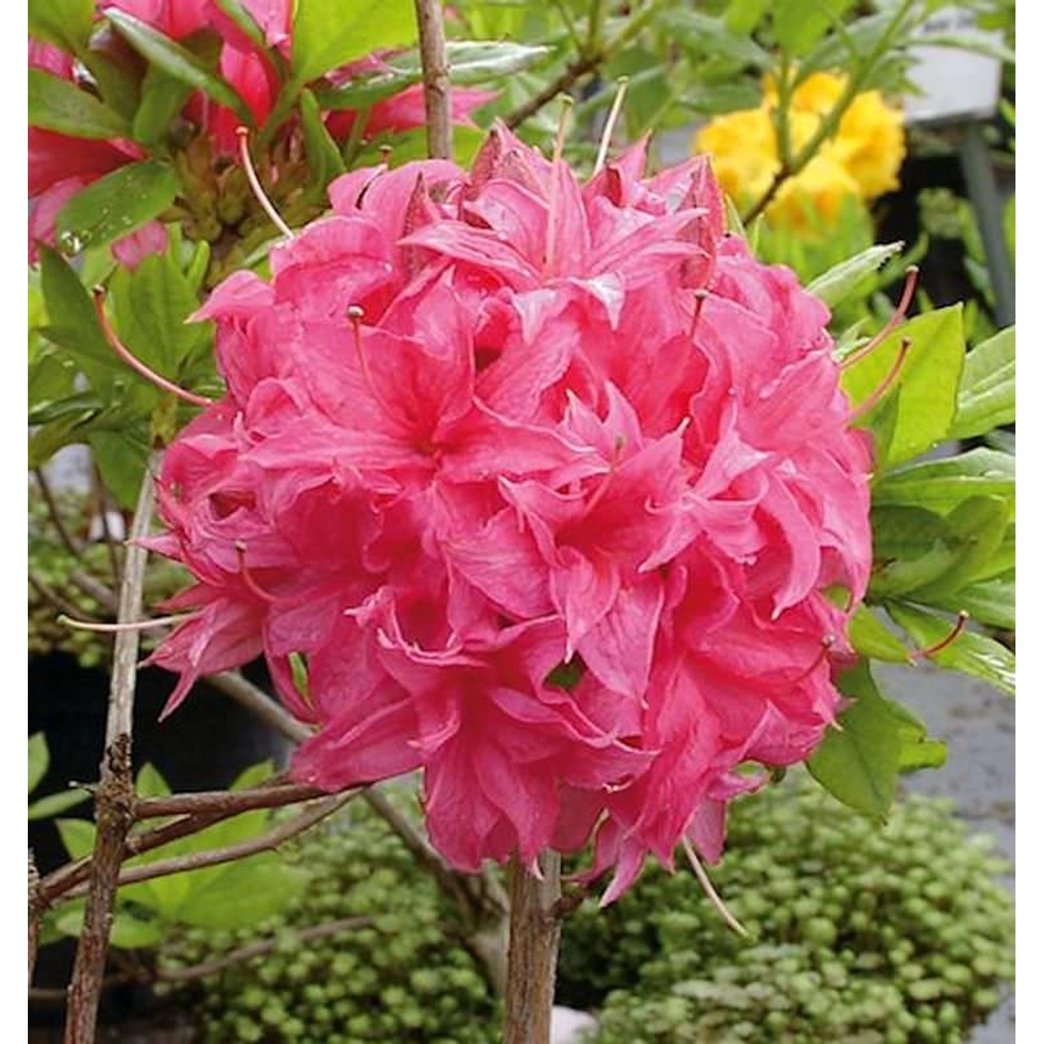 Azalee Homebush 30-40cm - Rhododendron luteum - Alpenrose günstig online kaufen