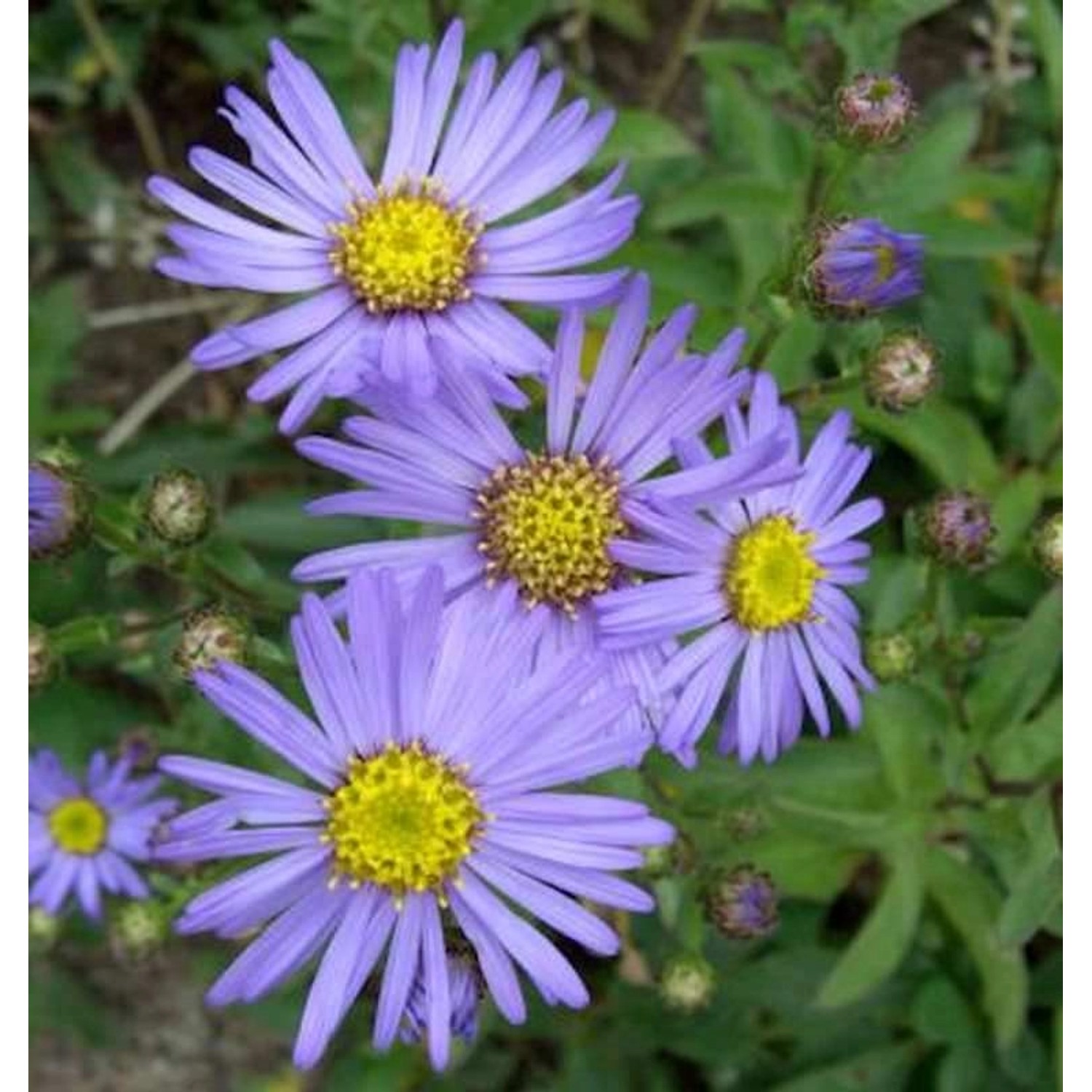 Sommeraster Butzemann - Aster amellus günstig online kaufen