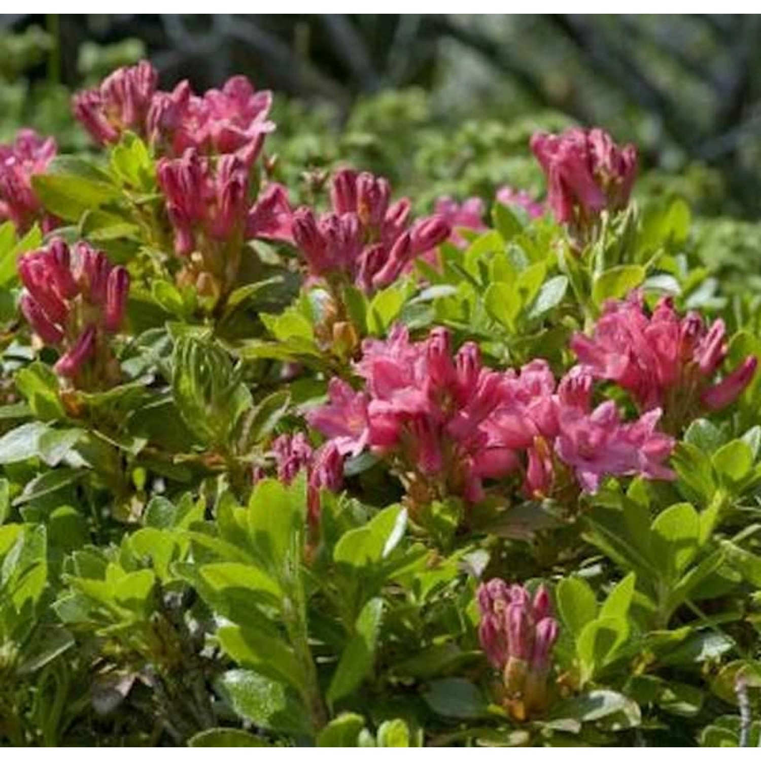 Bewimperte Alpenrose 10-15cm - Rhododendron hirsutum günstig online kaufen