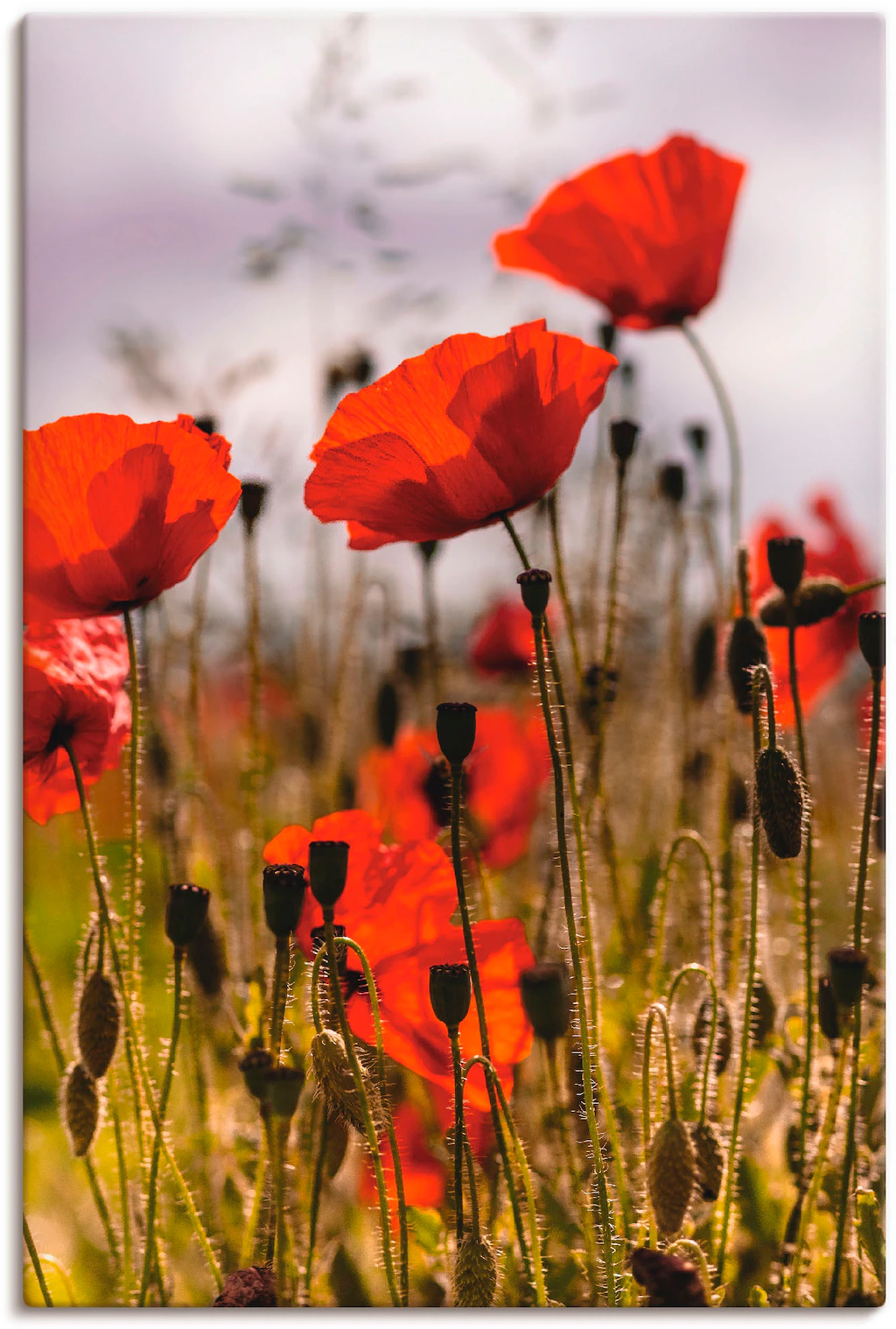 Artland Wandbild "Mohnblumen im Morgenlicht", Blumenwiese, (1 St.), als Alu günstig online kaufen