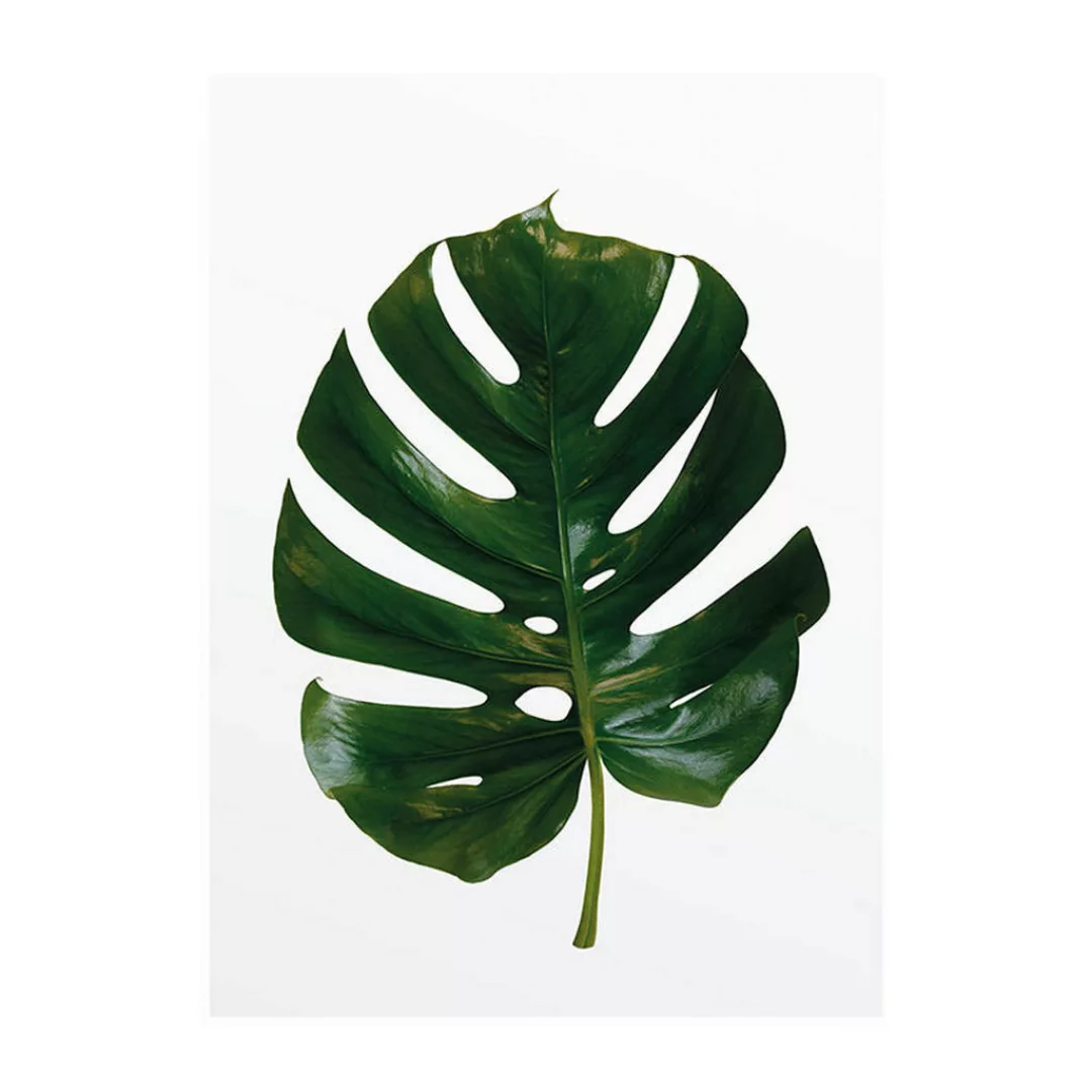 Komar Wandbild Monstera Leaf 30 cm x 40 cm günstig online kaufen