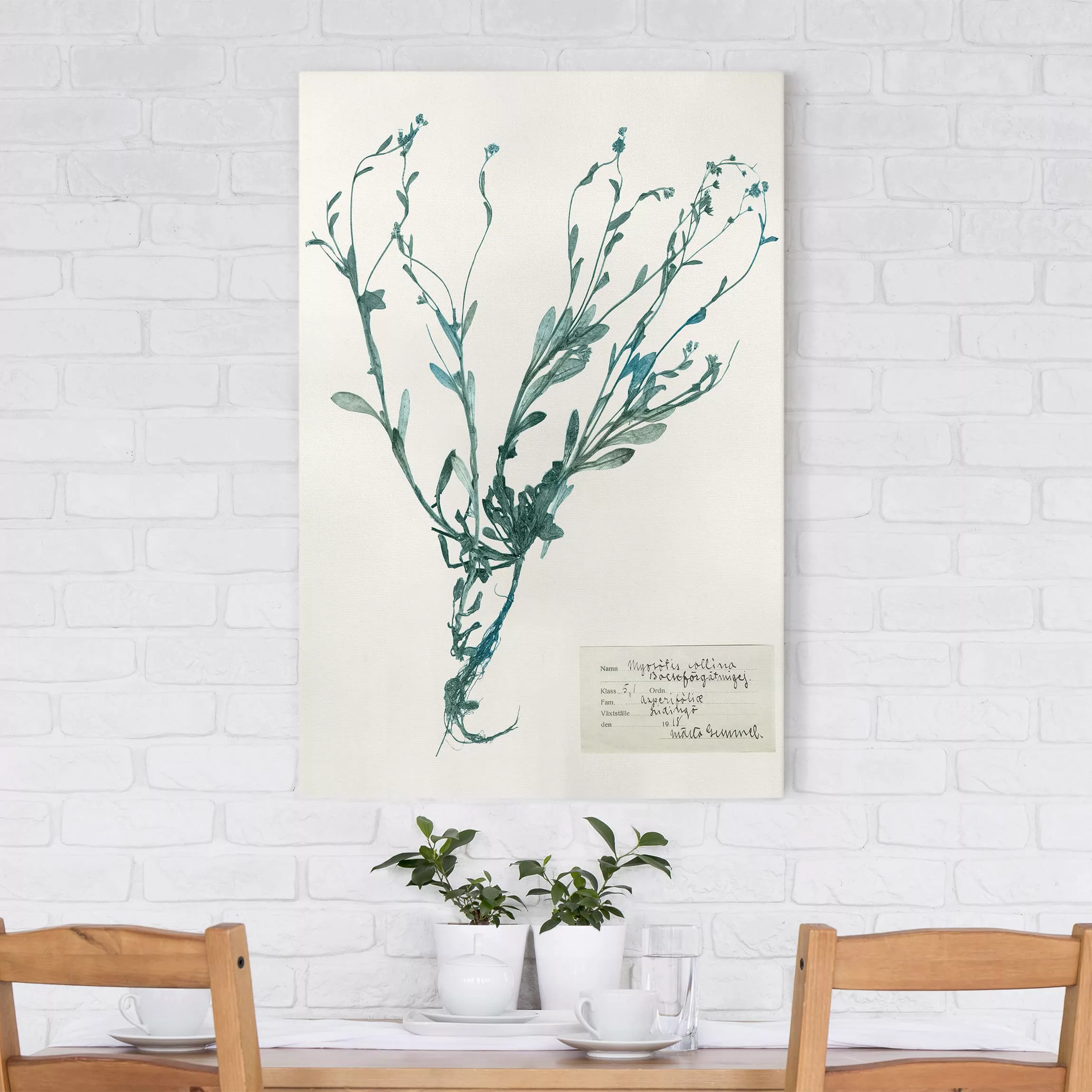Leinwandbild Botanik - Hochformat Gepresste Blumen - Vergissmeinnicht günstig online kaufen