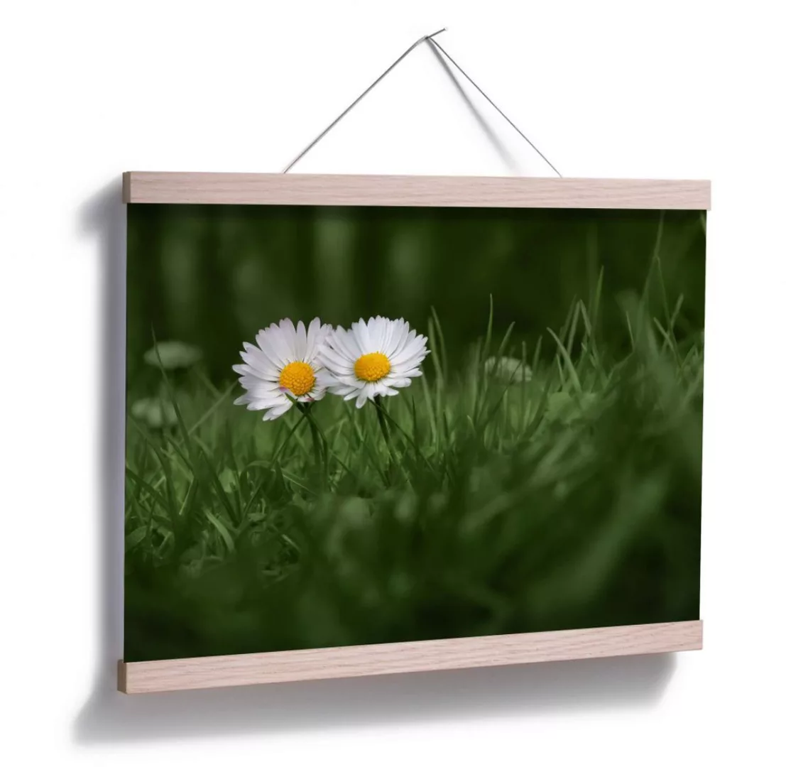 Wall-Art Poster "Blumen Zwei Gänseblümchen", Blumen, (1 St.), Poster ohne B günstig online kaufen