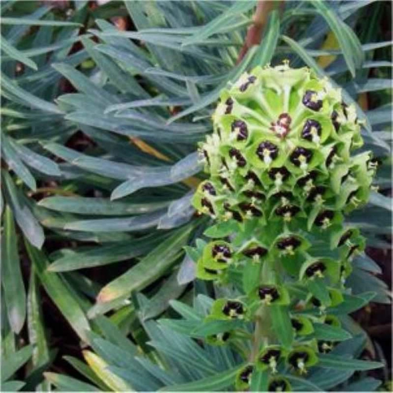 Palisaden Wolfsmilch Black Pearl - Euphorbia characias günstig online kaufen