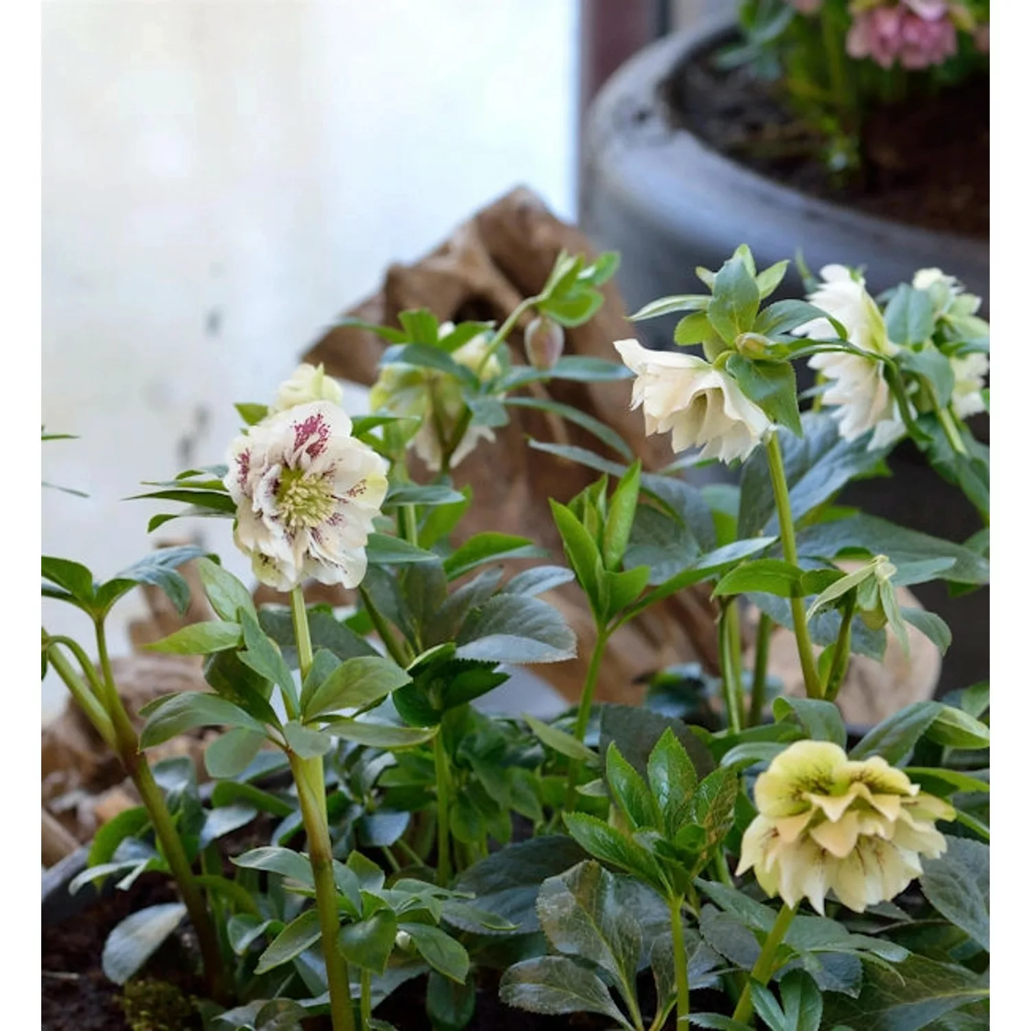 Christrose Double White - Helleborus orientalis günstig online kaufen