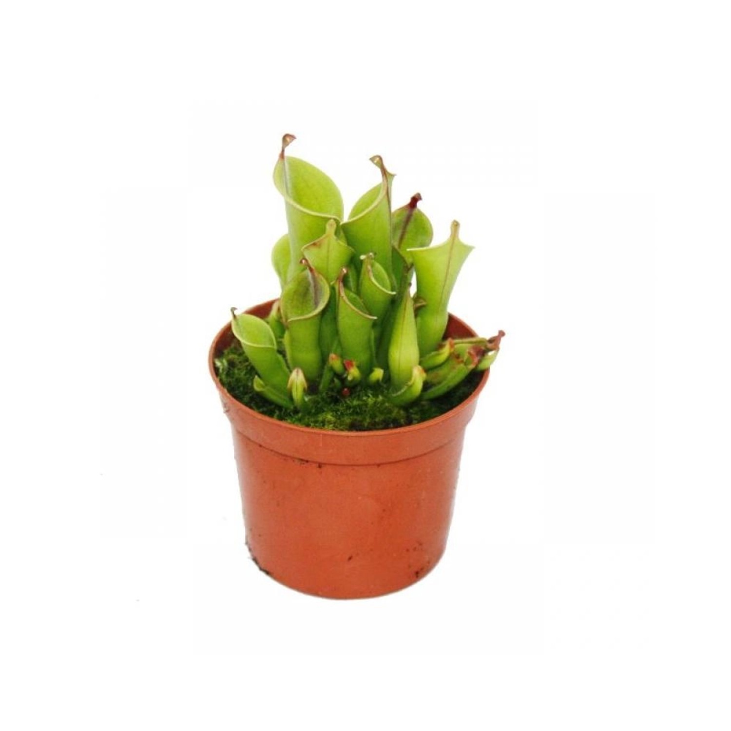 Exotenherz Fleischfressende Pflanze Sumpfkrug Heliamphora 9cm Topf Rarität günstig online kaufen