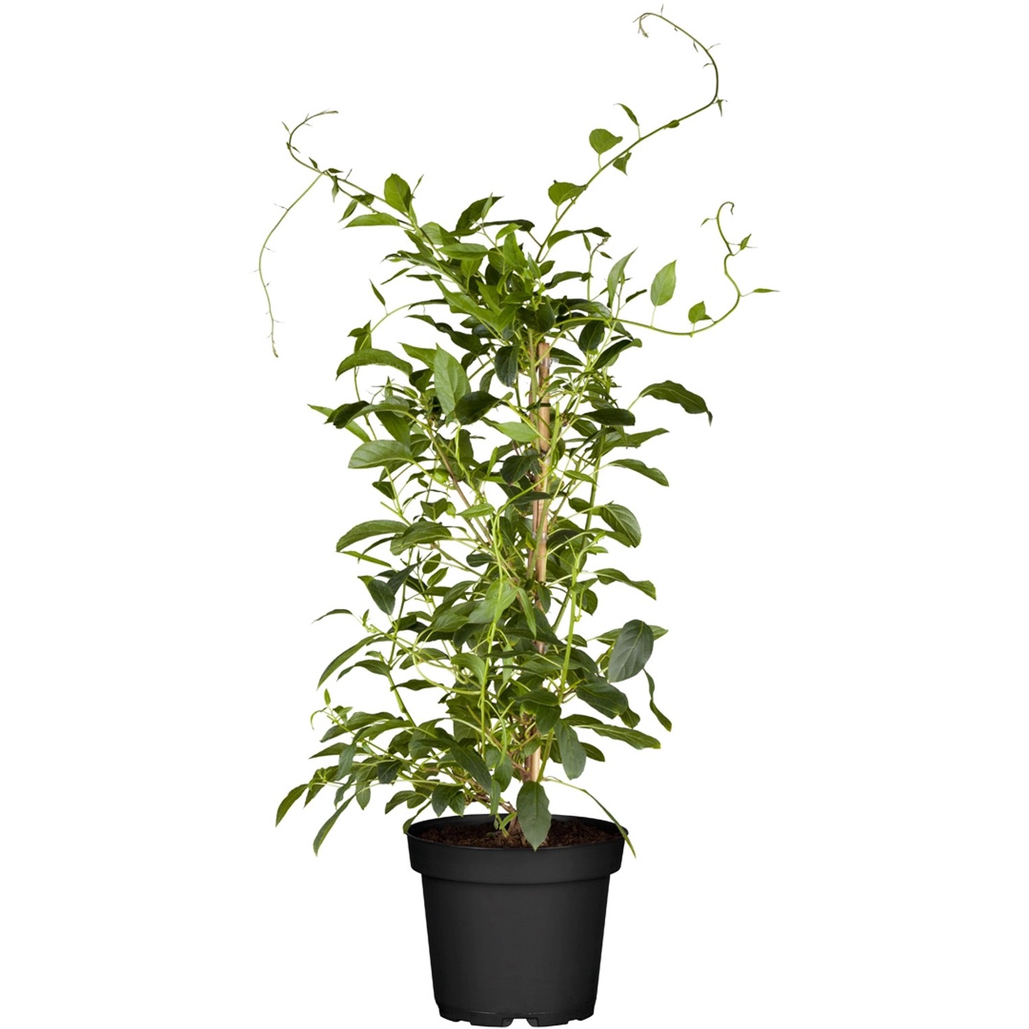 GROW by OBI Bio Weibliche Kiwi Red Jumbo Höhe ca. 30 - 40 cm Topf ca. 3 l günstig online kaufen