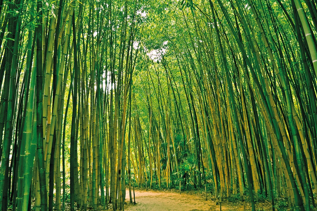 Papermoon Fototapete »Bamboo Forest« günstig online kaufen