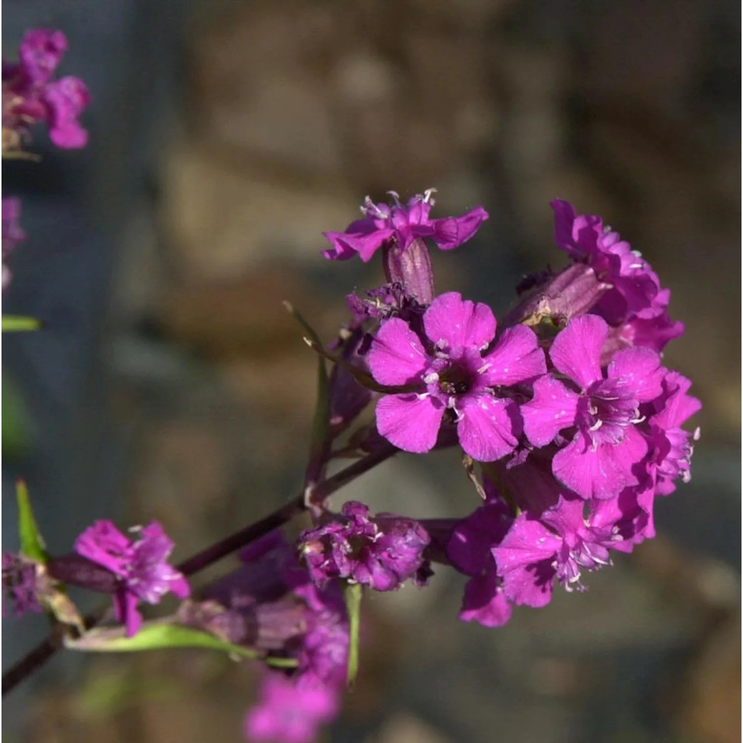 Pechnelke - Lychnis viscaria günstig online kaufen