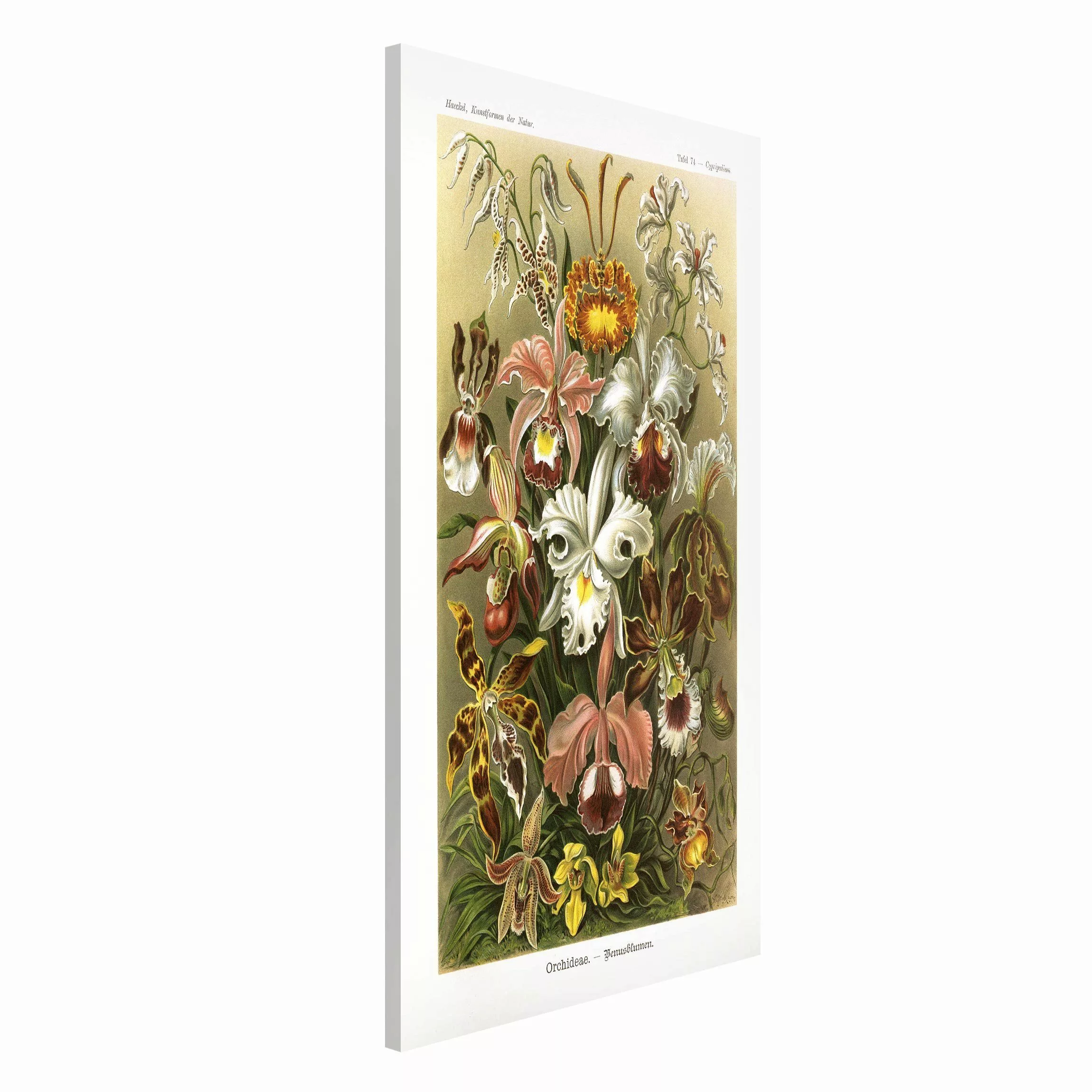 Magnettafel Blumen - Hochformat 3:4 Vintage Lehrtafel Orchidee günstig online kaufen