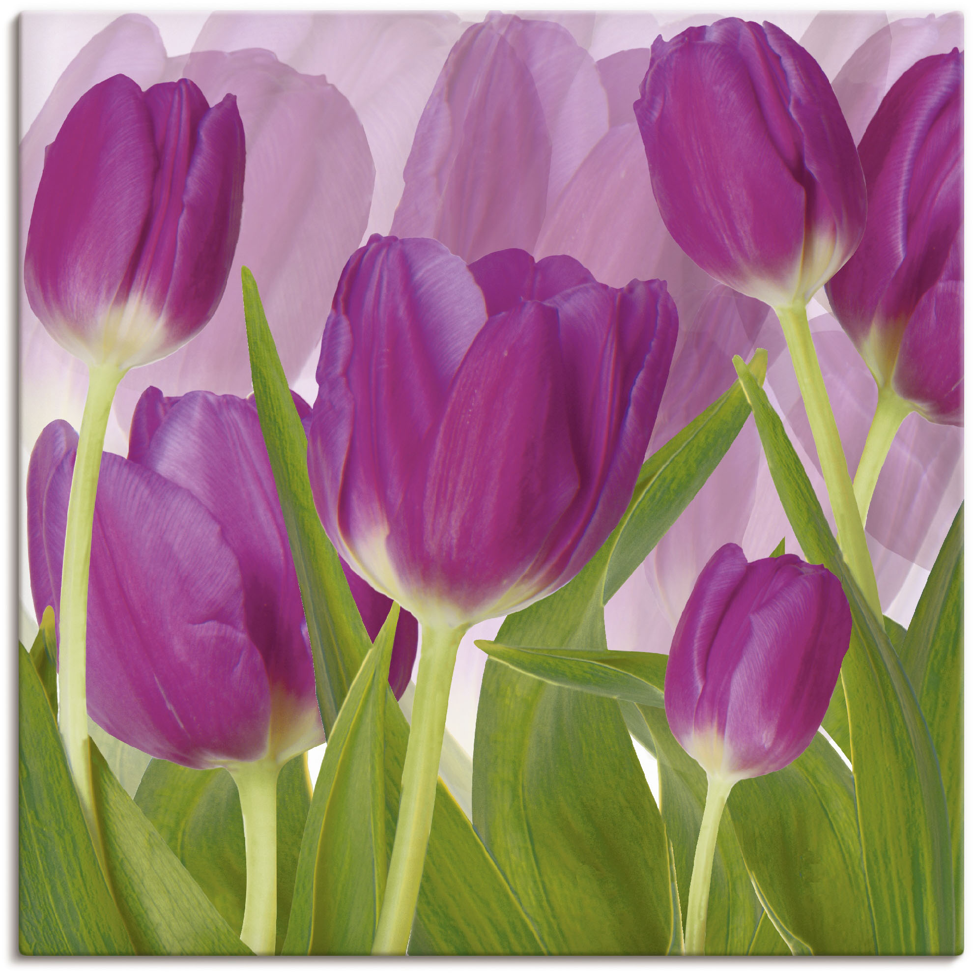 Artland Wandbild "Tulpenfeld lila", Blumen, (1 St.), als Alubild, Outdoorbi günstig online kaufen