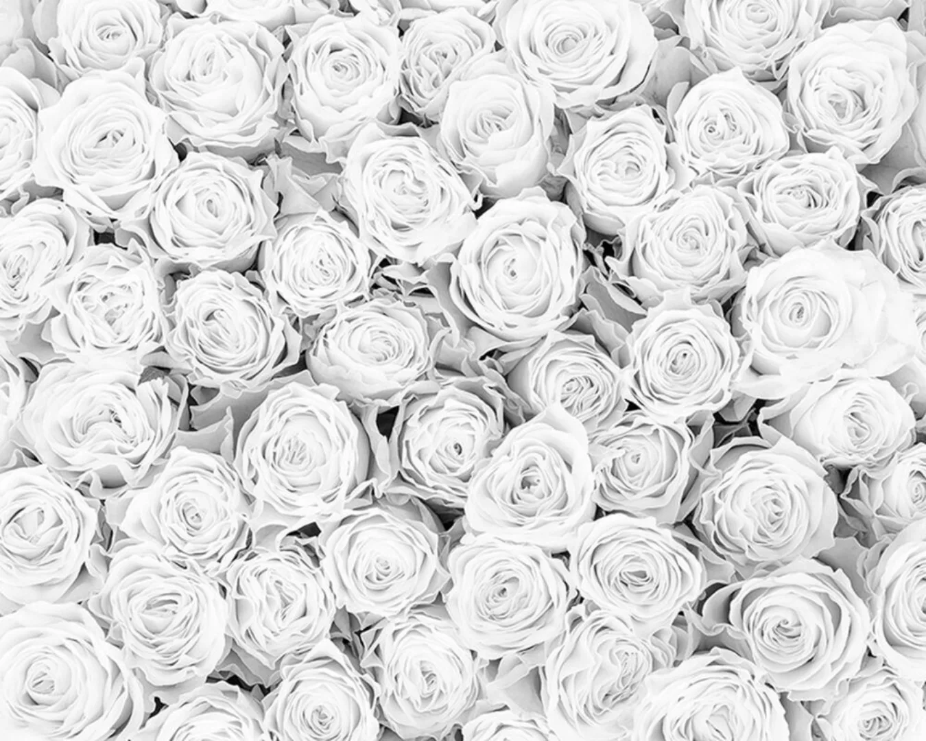 Fototapete "White Roses" 4,00x2,67 m / Strukturvlies Klassik günstig online kaufen