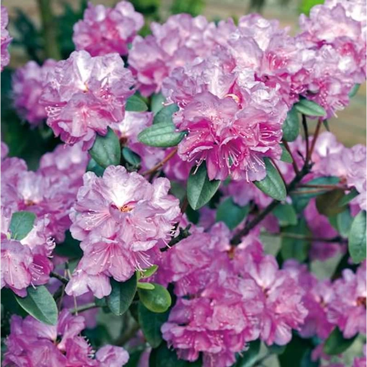 Zwerg Rhododendron P. J. Mezitt 20-25cm - Rhododendron impeditum - Zwerg Al günstig online kaufen