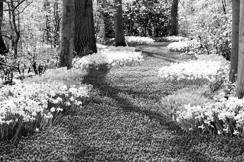 Papermoon Fototapete »Wald Schwarz & Weiß« günstig online kaufen