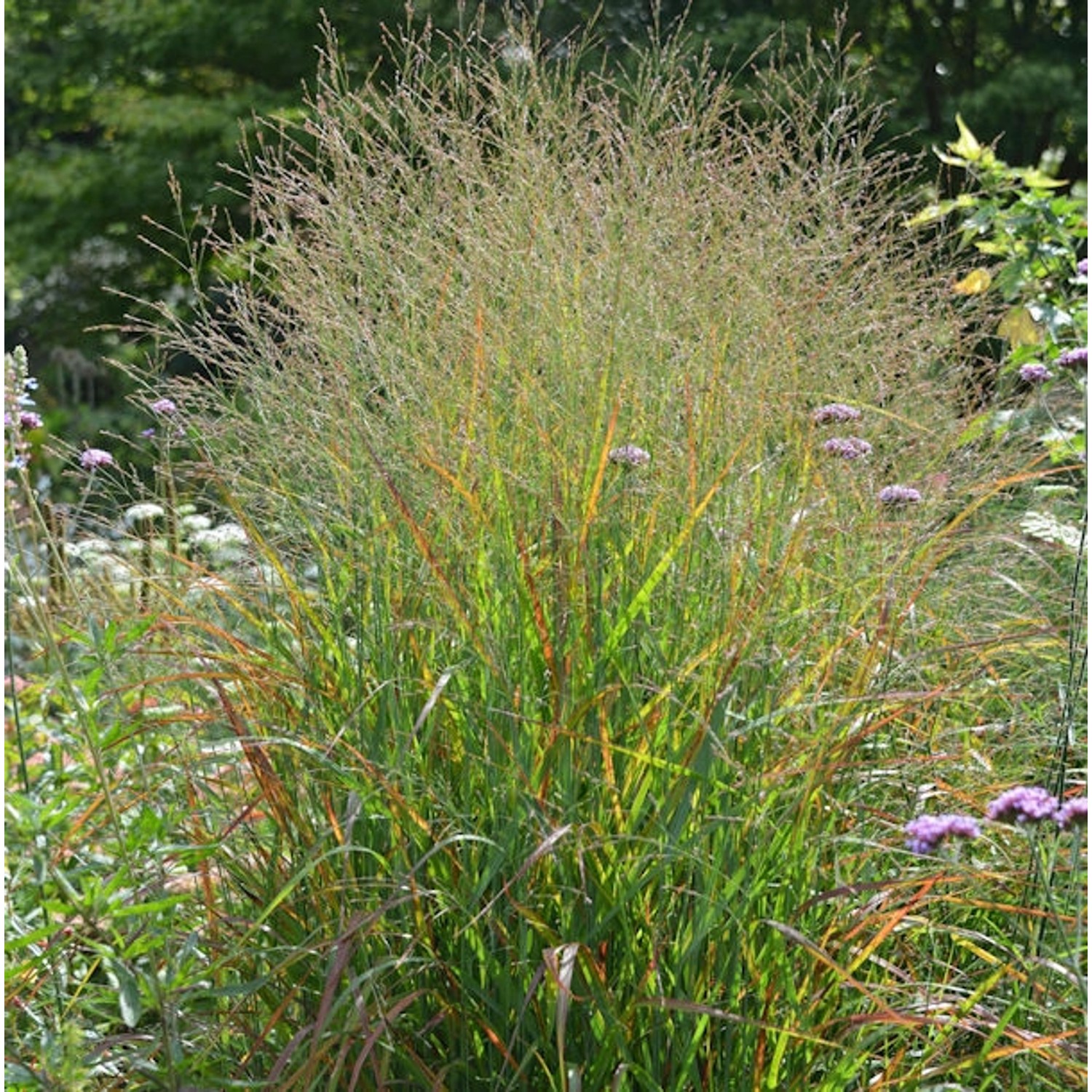 Rutenhirse Rotstrahlbusch - großer Topf - Panicum virgatum günstig online kaufen