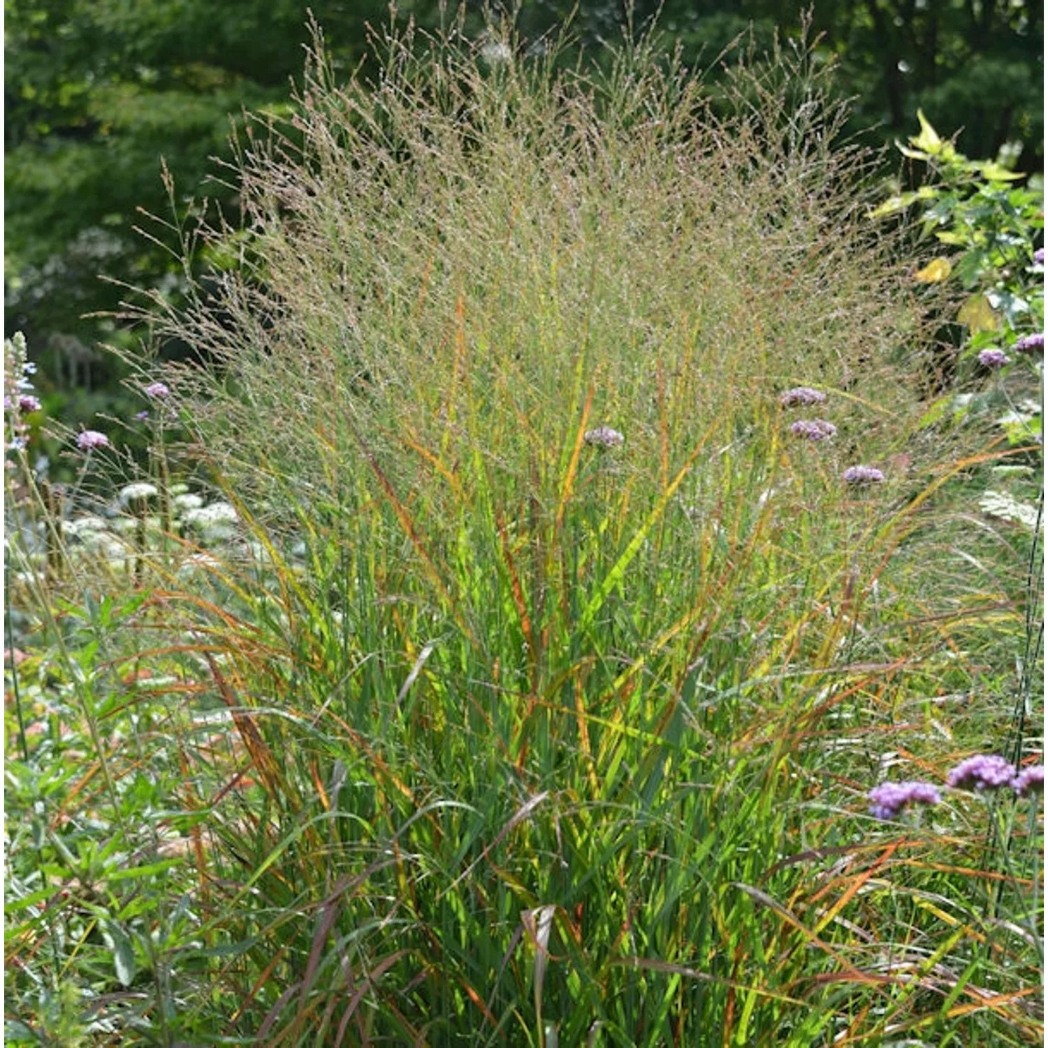 Rutenhirse Rotstrahlbusch - großer Topf - Panicum virgatum günstig online kaufen