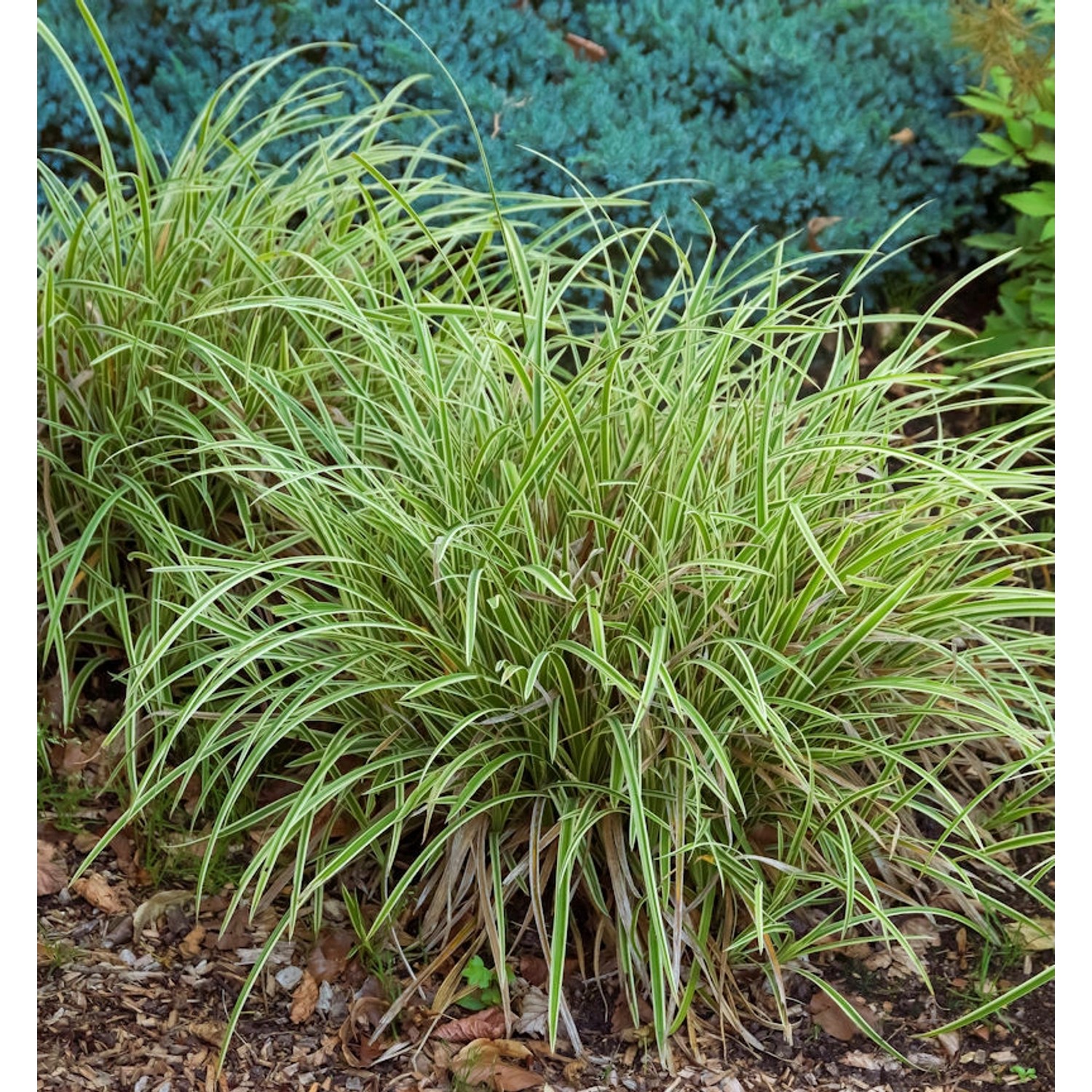 Oshima Segge Everillo - Carex oshimensis günstig online kaufen